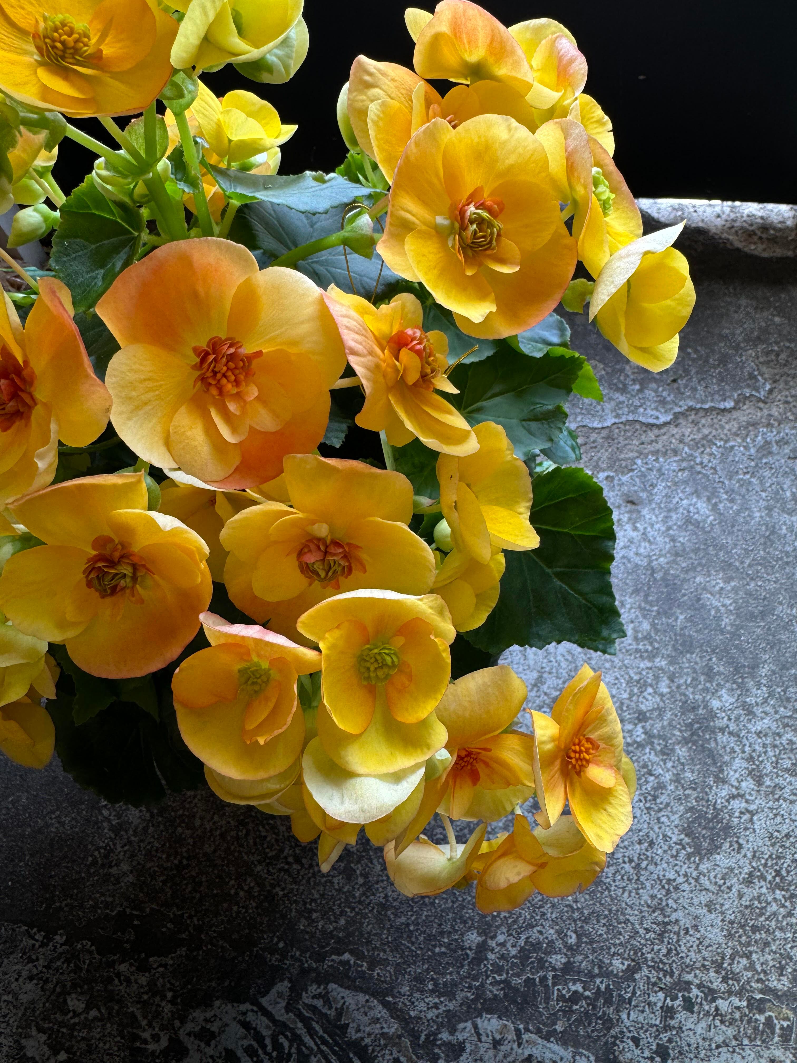 エラチオールベゴニア ’レモネード’ green stage Kagura 花暮