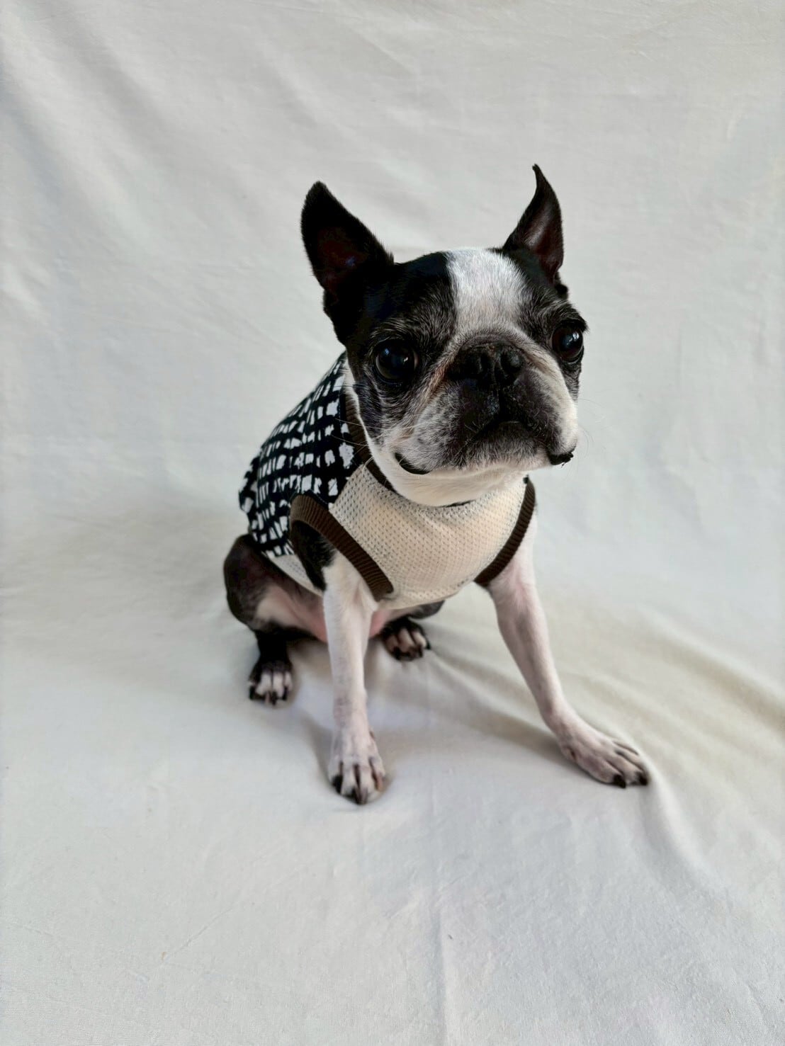 bonjour dog