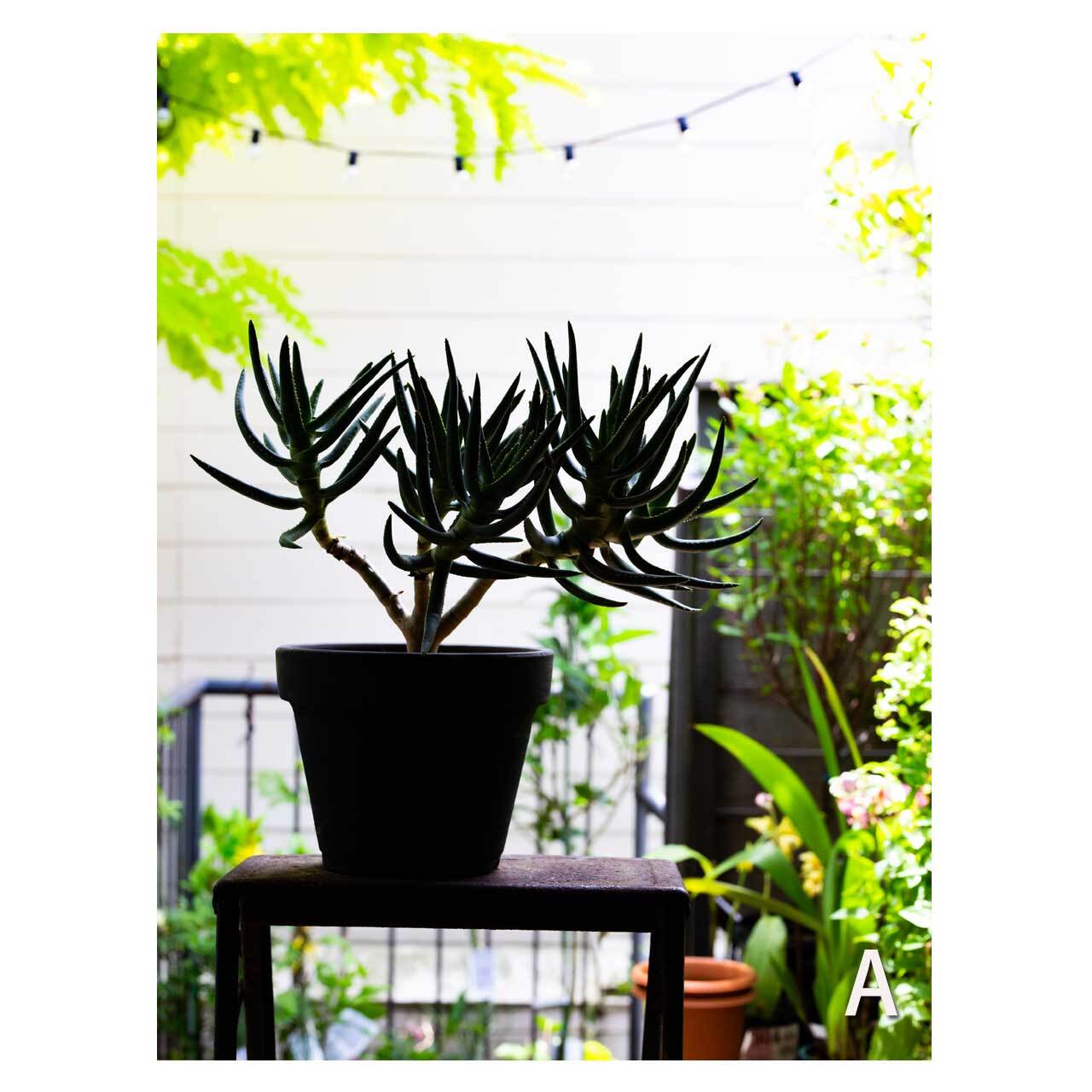 Aloe ramosissima | Seeding