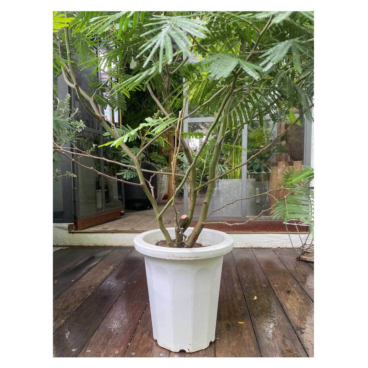 Acacia mearnsii（Black Wattle） | Seeding