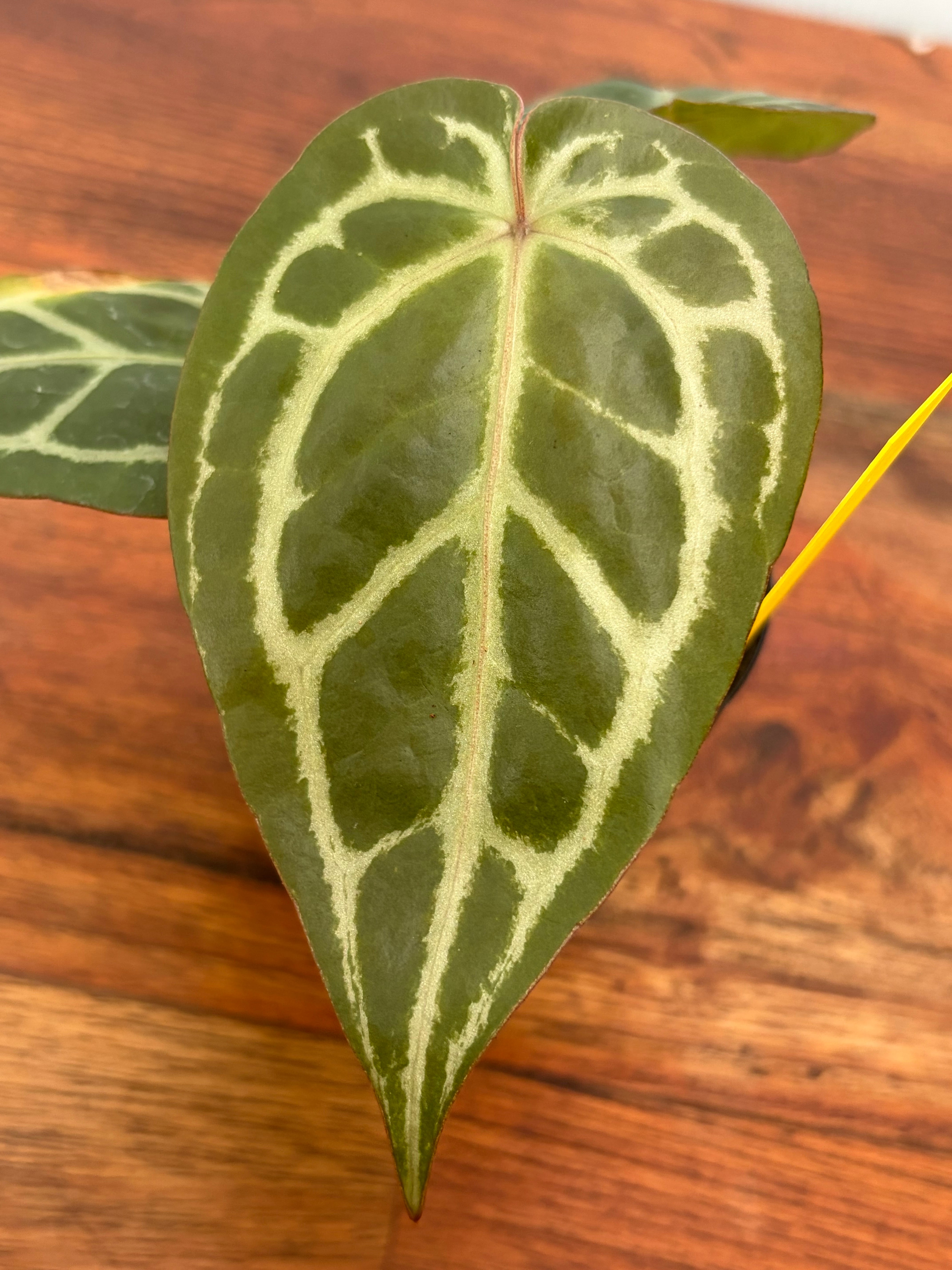 Anthurium | BALI-AN 園芸