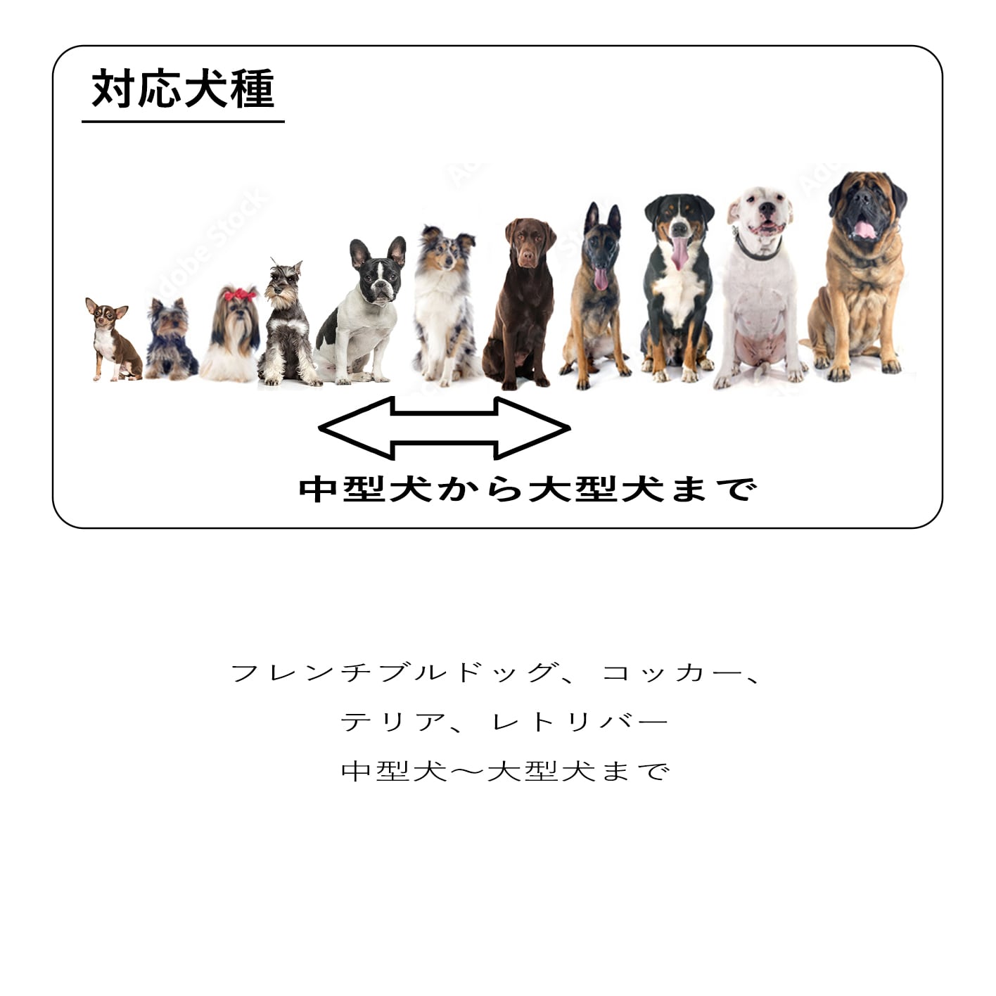 中型犬・大型犬首輪 シルバーコンチョLIDS名前刻印あり 24mm幅直線 33