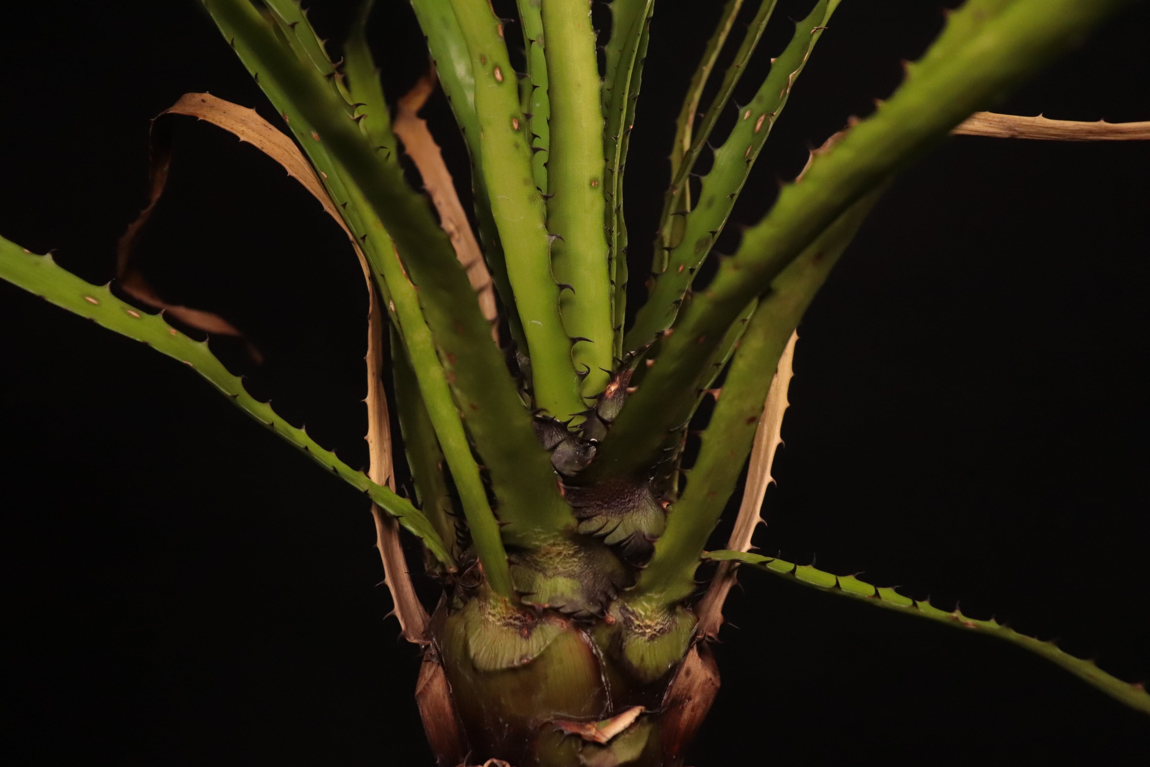 送料無料】Aechmea egleriana〔エクメア〕現品発送A0120 | plane plants
