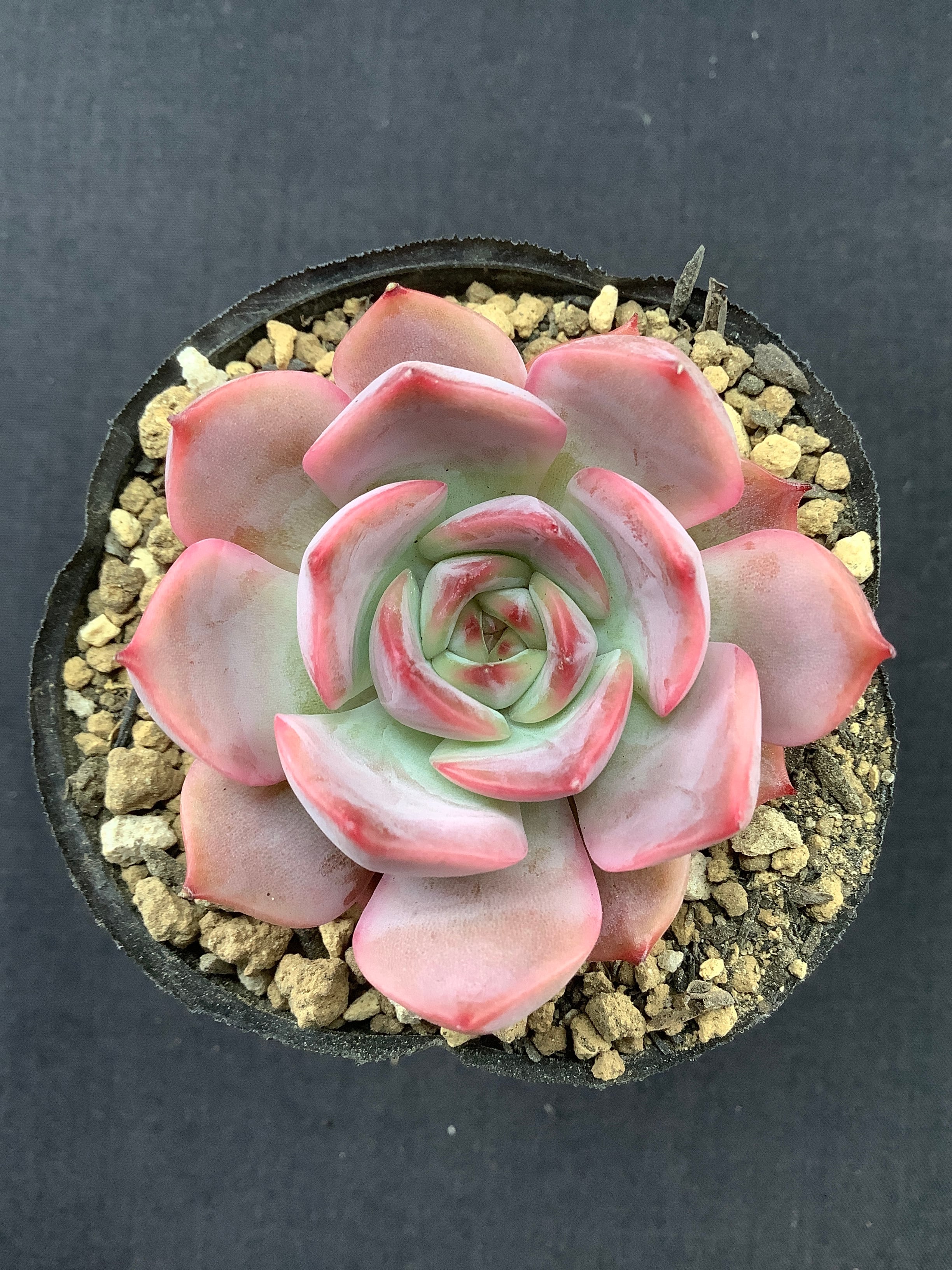 多肉アン✡️桜蓮✡️命名 エケベリア 多肉 抜き苗 ピンク 多肉アン✡️桜蓮✡️命名 エケベリア 多肉 抜き苗 ピンク 多肉アン