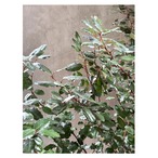 Elaeagnus 'Compacta'