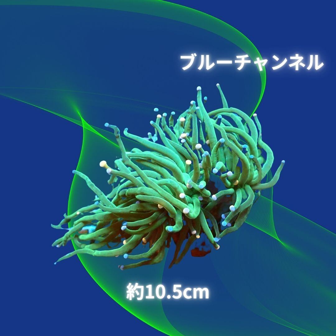 B1】鮮烈発光！ 蛍光グリーン トーチコーラル 状態良好ブランチ