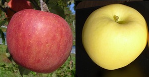 サンフジ・はるか詰合せ　５ｋｇ(約１４～２０個)