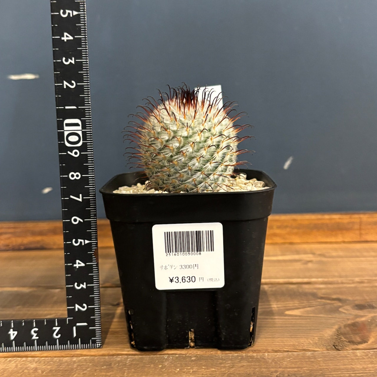 マミラリア　ペレスデラロサエ【986】