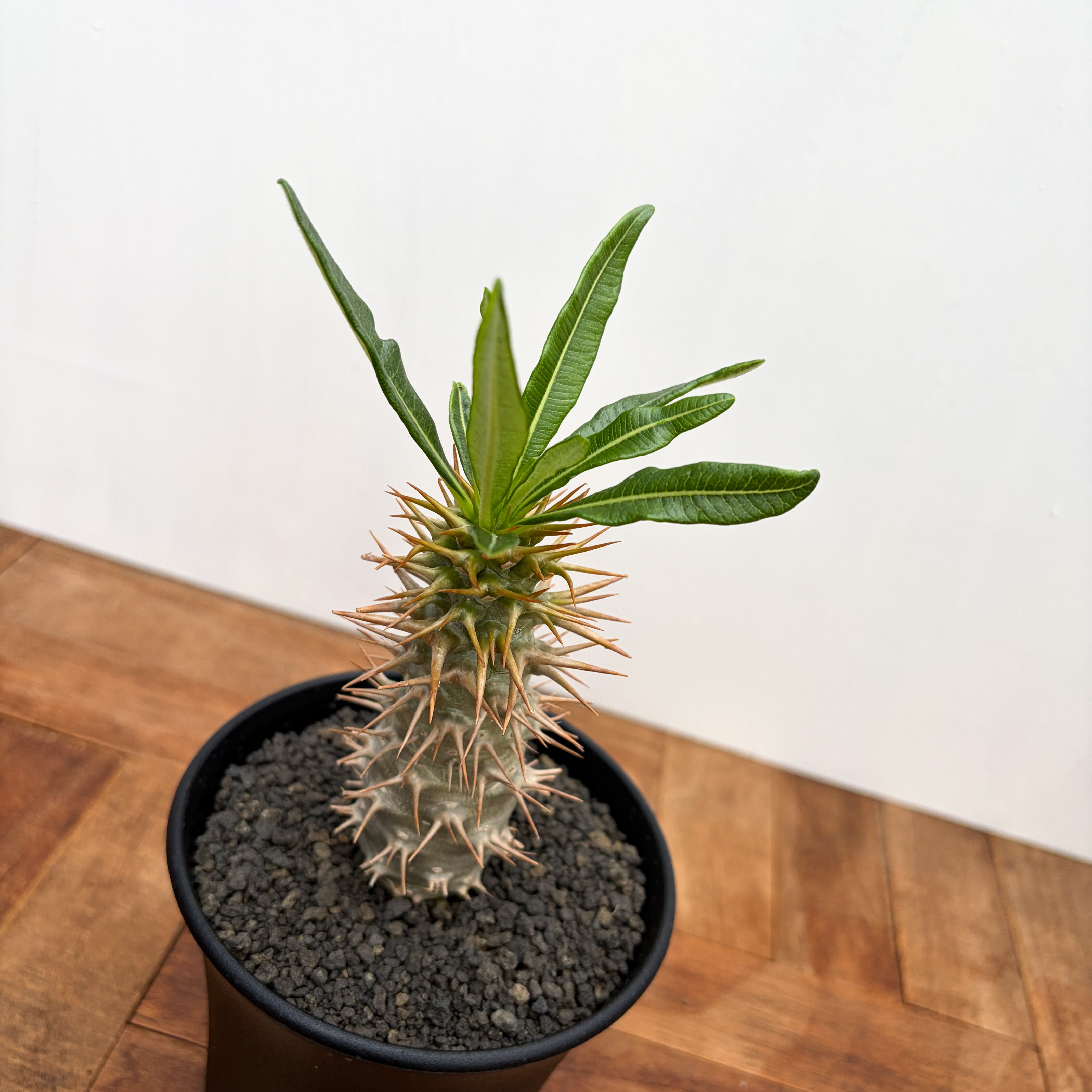 Pachypodium ambongense【パキポディウム・アンボンゲンセ・実生