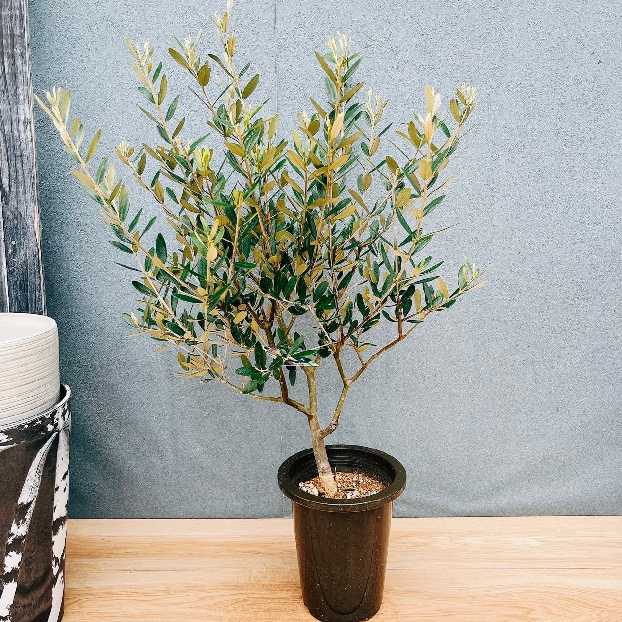 現品］82番 創樹 オリーブ ミッション 6号 観葉植物 ベランダ SOUJU
