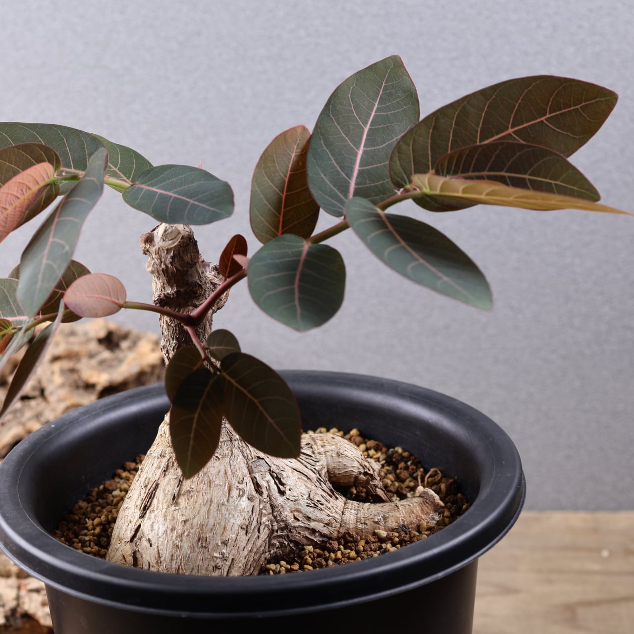 736『フｨランサス ミラビリス』 観葉植物【送料無料】 | MARX PLANTS
