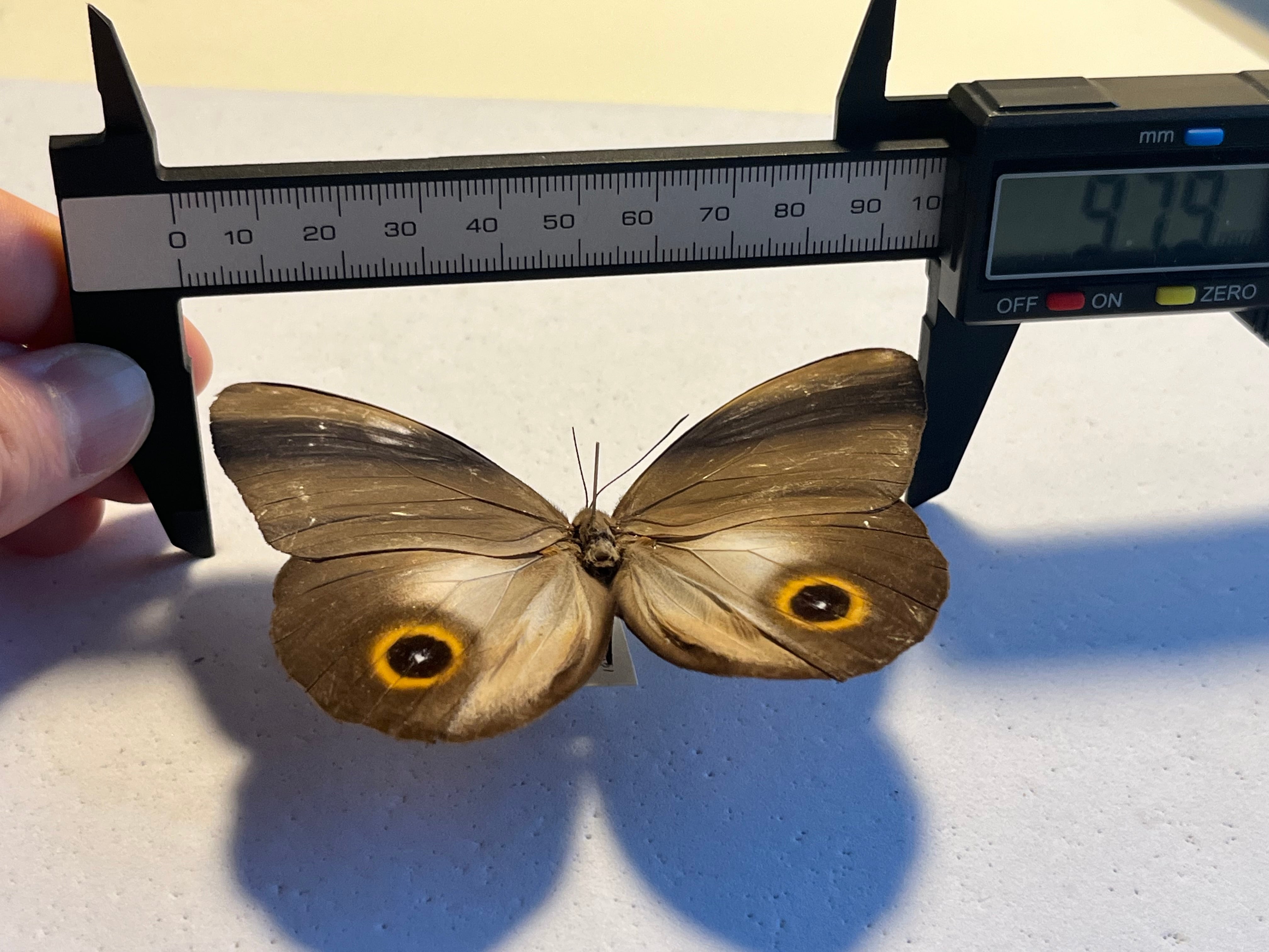 メダマチョウの一種 蝶標本 外国産蝶標本 Morpho ベニスカシジャノメ