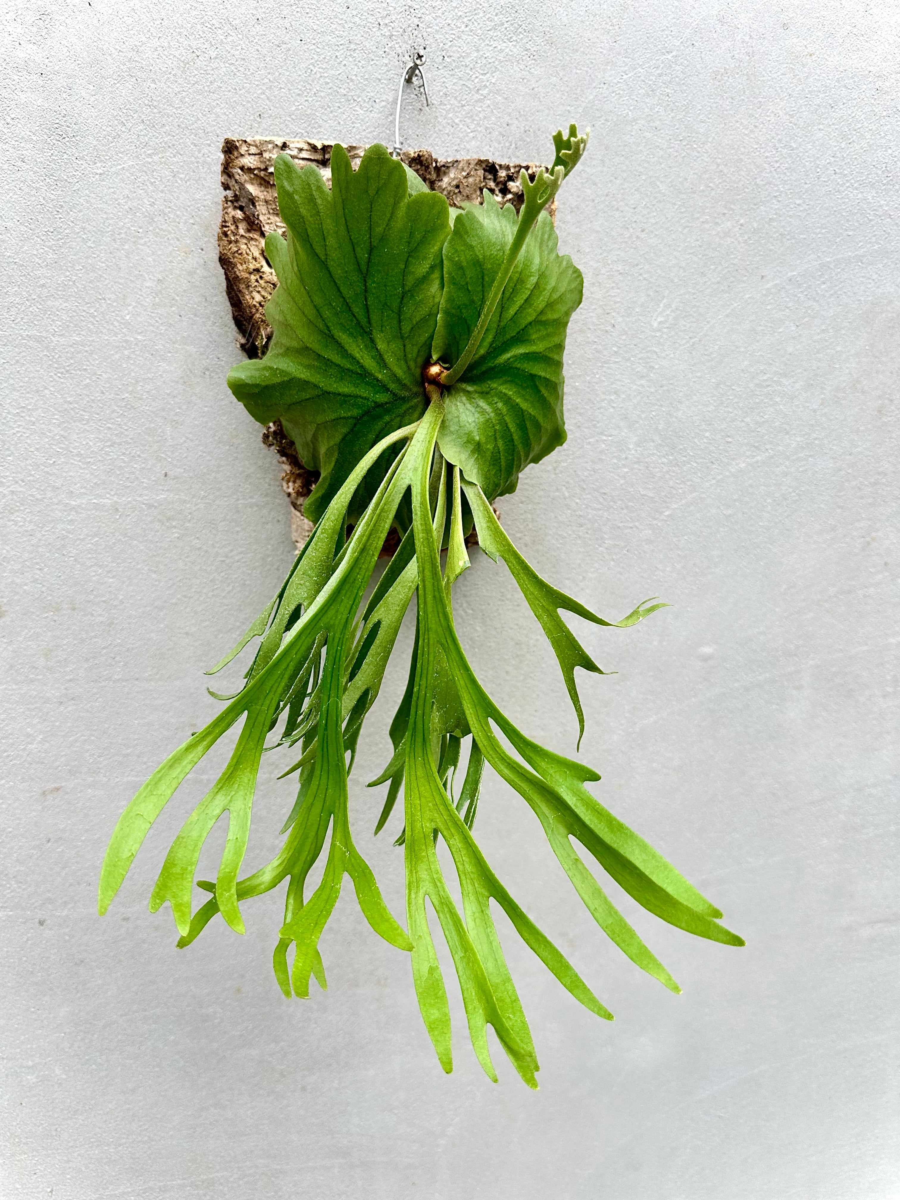 P.GINKA Spore ビカクシダ ギンカ（スポア） P.GINKA Spore ビカクシダ ギンカ（スポア）