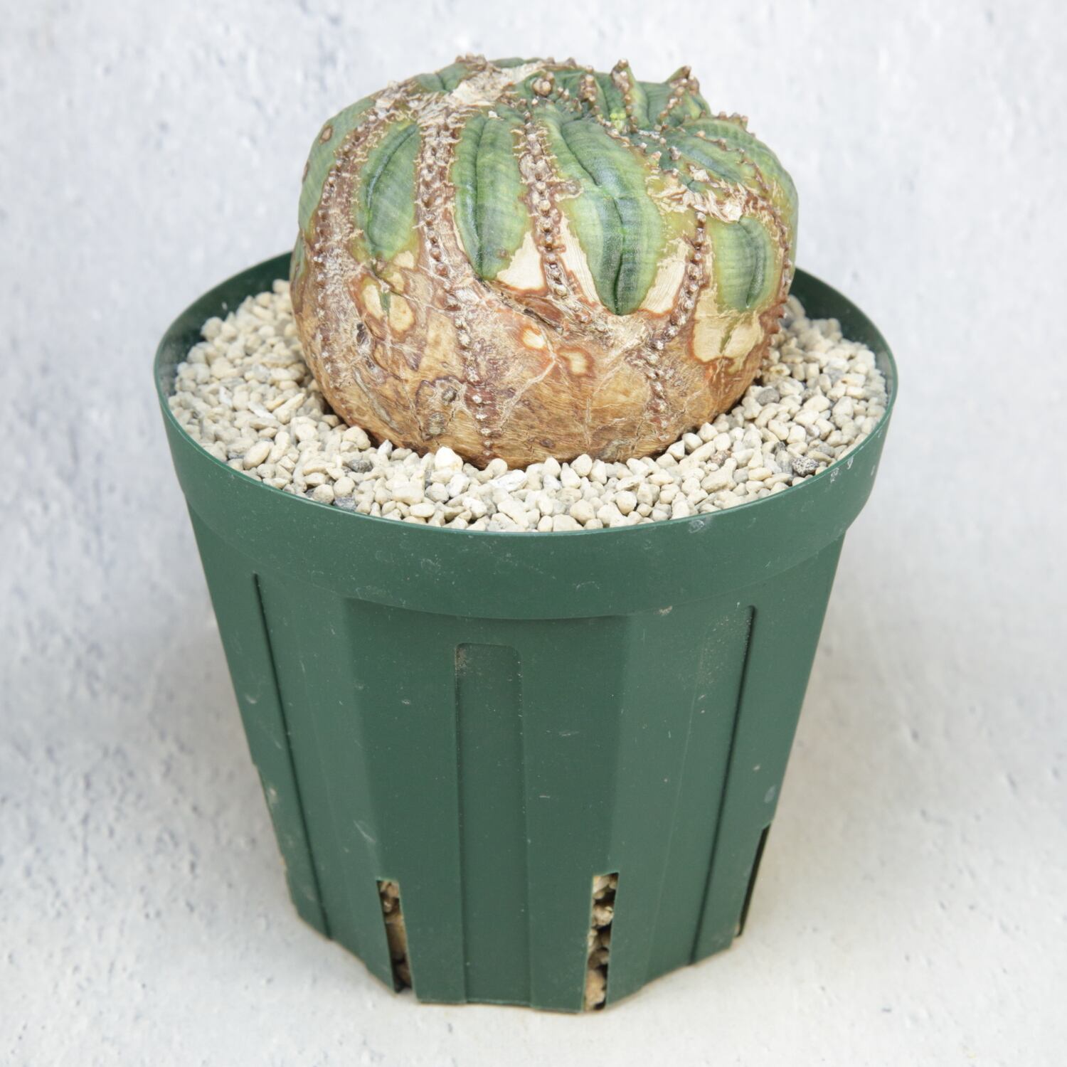 メス株【超厳選株】大株 最大幅約7.7cm 円扇綴化 捻じれ オベサ