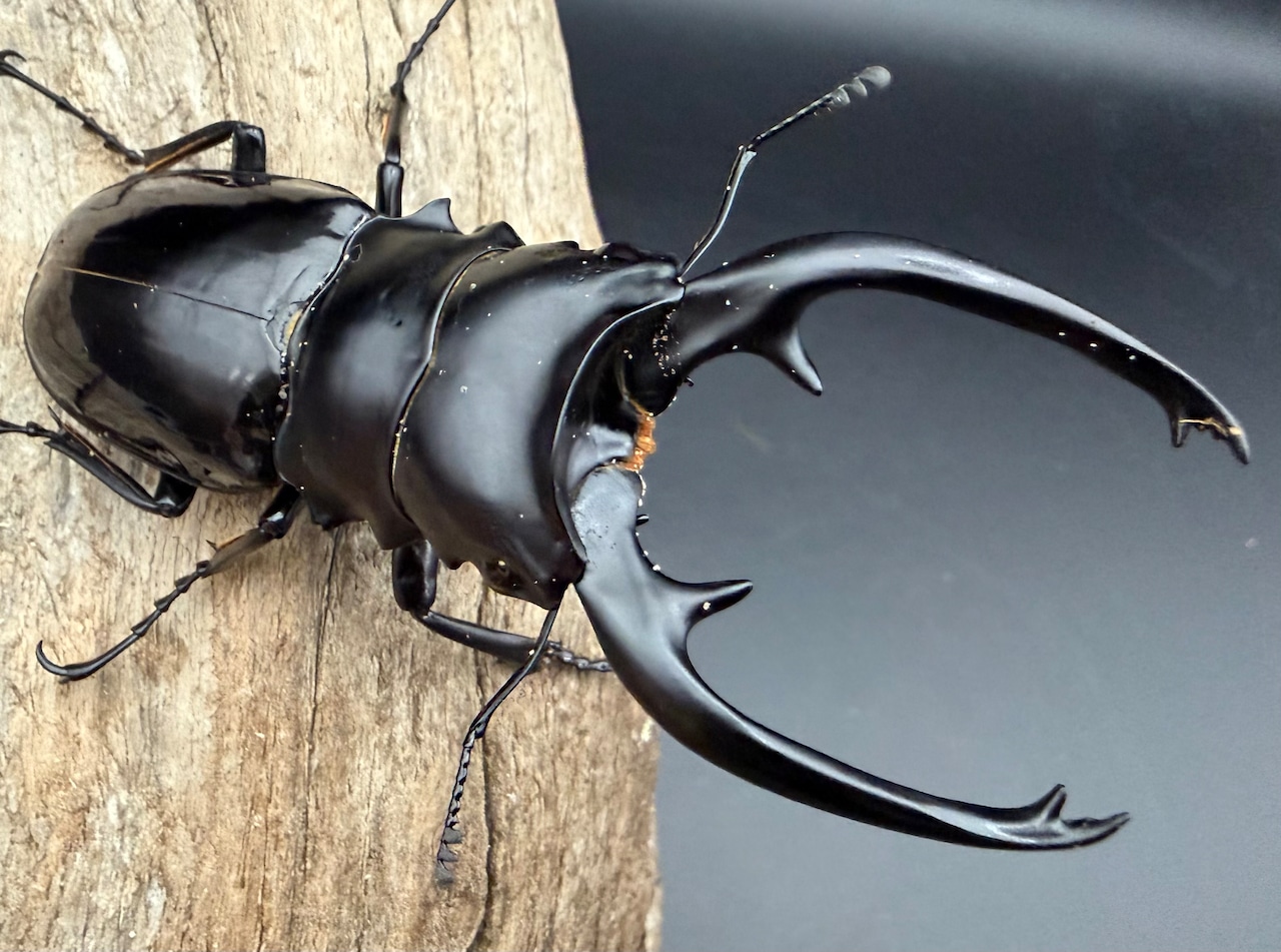 【WD】《インターメディアツヤクワガタ ネグロス島産 93mm ペア》