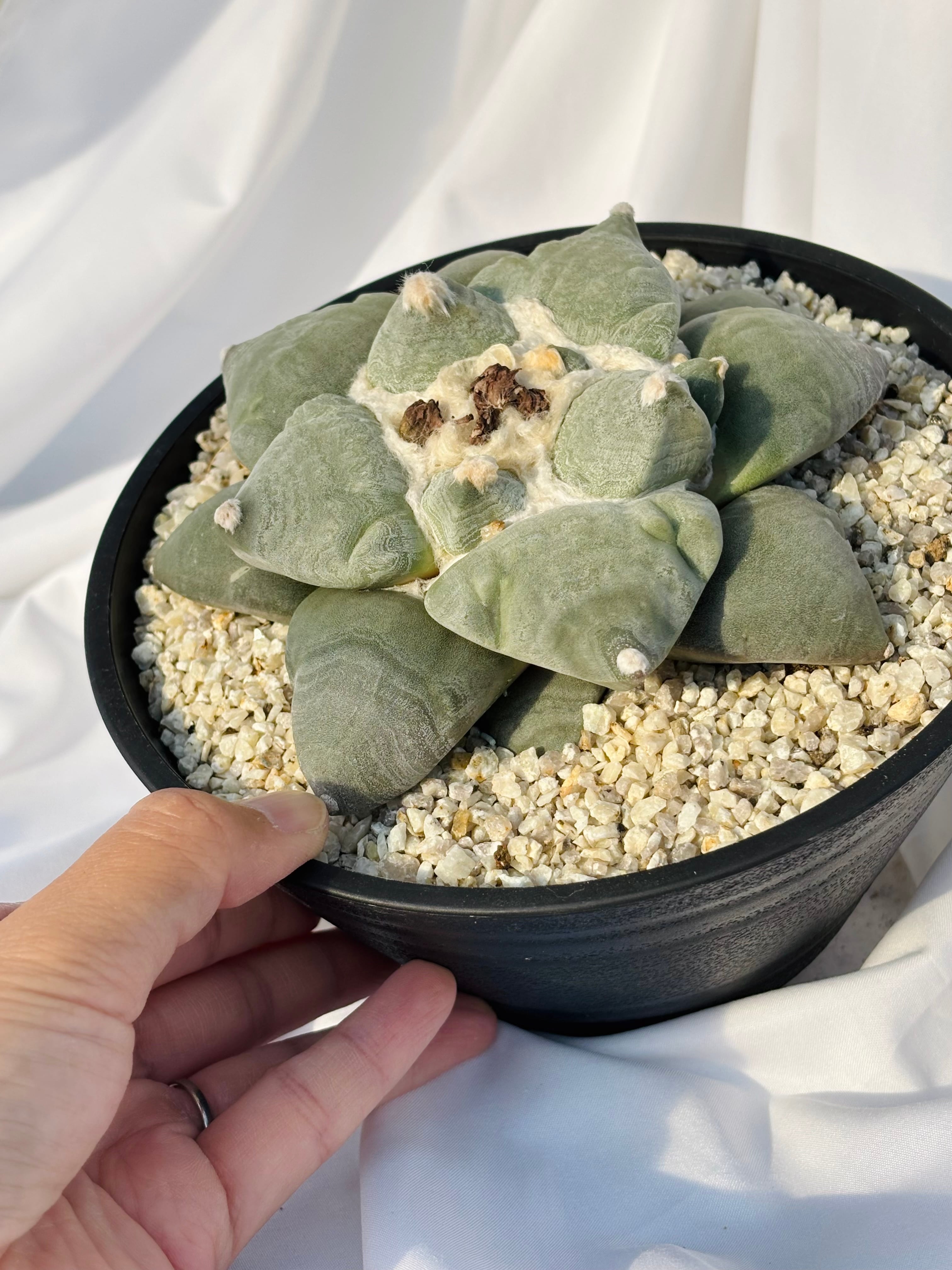 Ariocarpus furfuraceus f. アリオカルプス 大蓮葵×大疣青磁牡丹