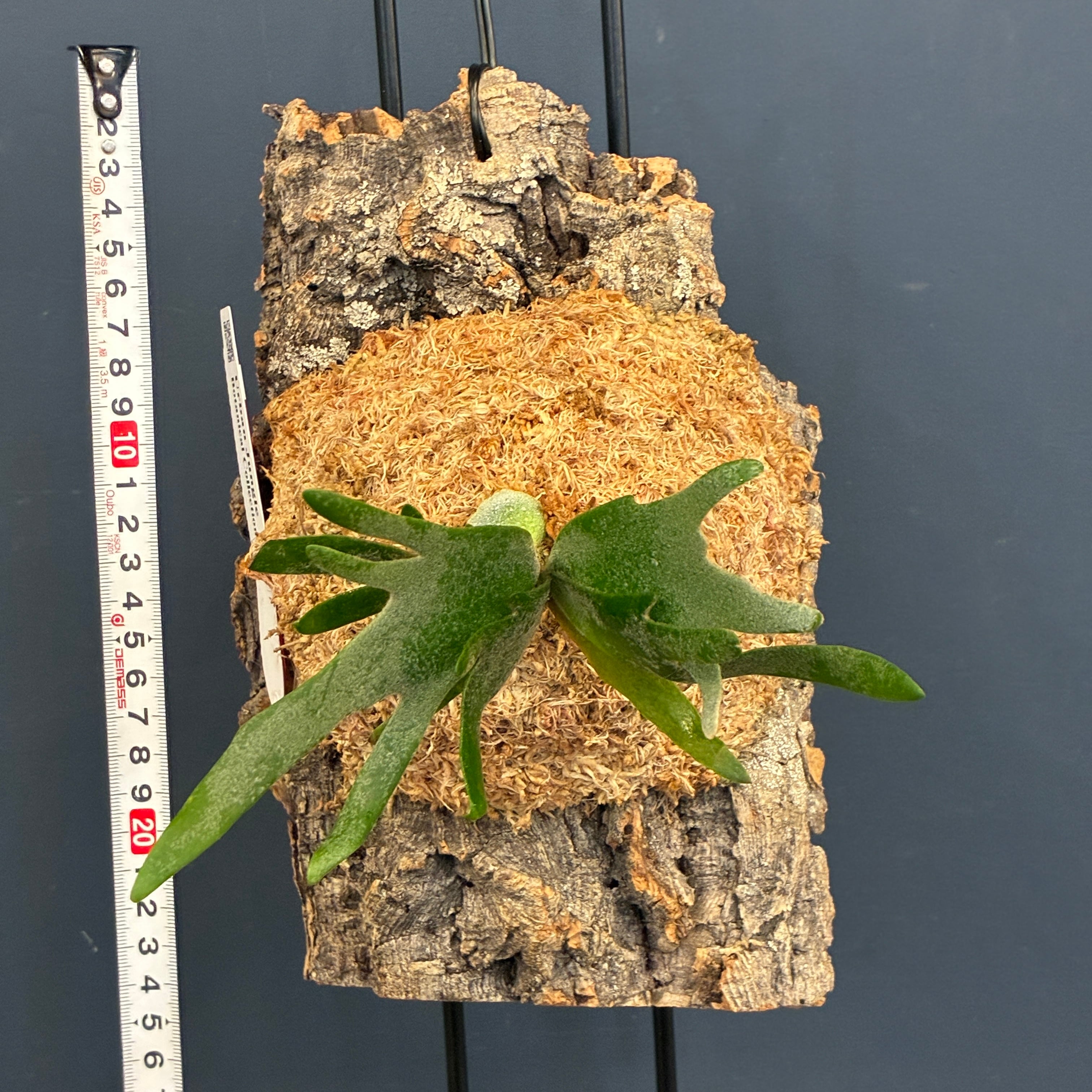 UJ】ビカクシダ ジェイドガール P. willinckii 'Jade Girl' spore 板