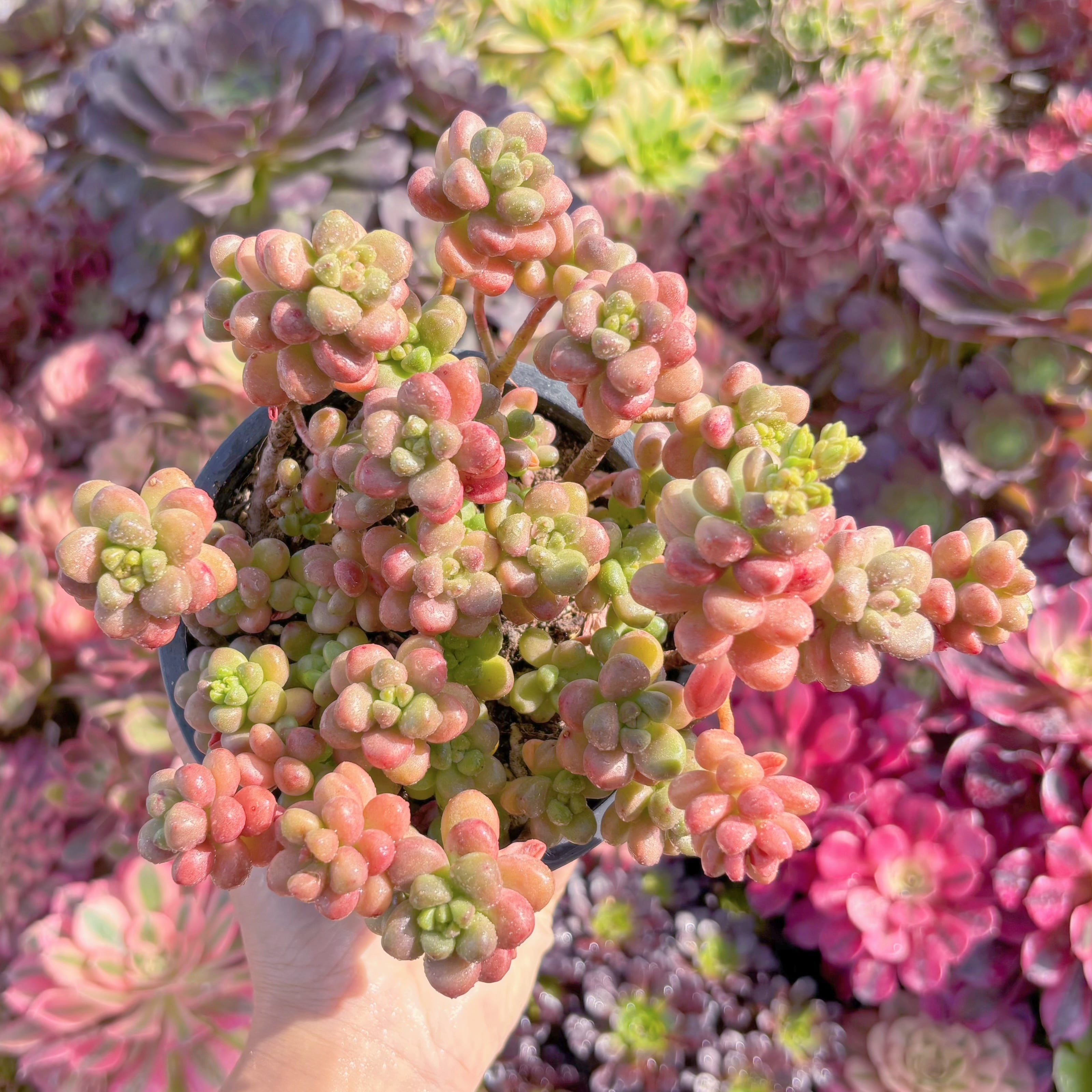 現品　花びらピアス#005　群生　るる農園