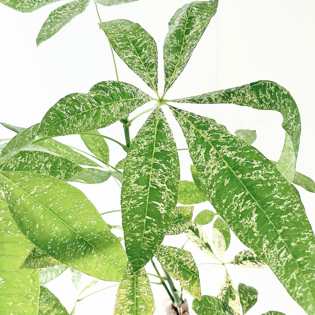 《希少》パキラ・ミルキーウェイ アートストーンポット 観葉植物 calm cafe