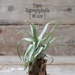 【送料無料】ストレプトフィラ Seedling 〔エアプランツ〕現品発送T1310