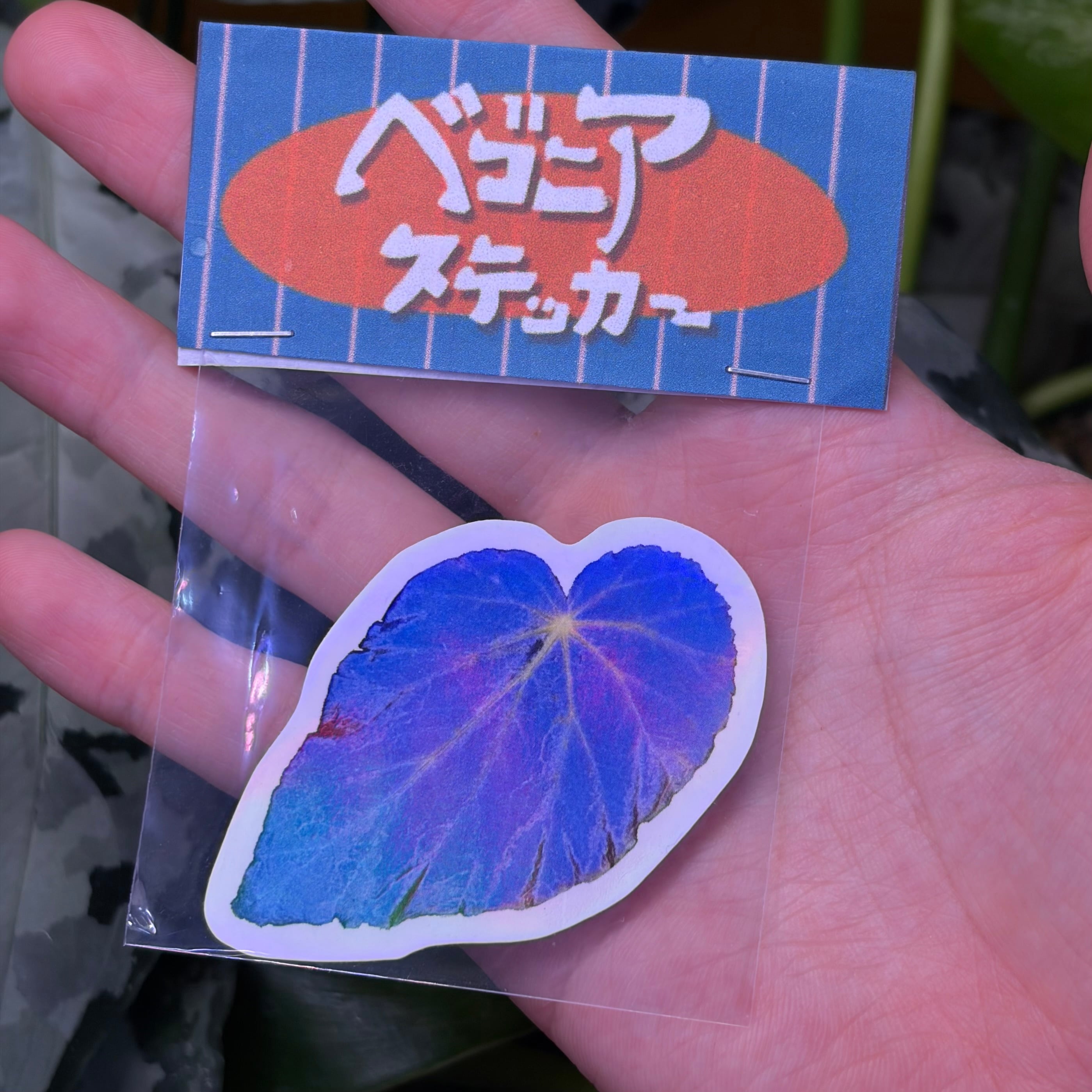 根茎性ベゴニア | 熱帯雨林植物専門店 トイ吉園芸