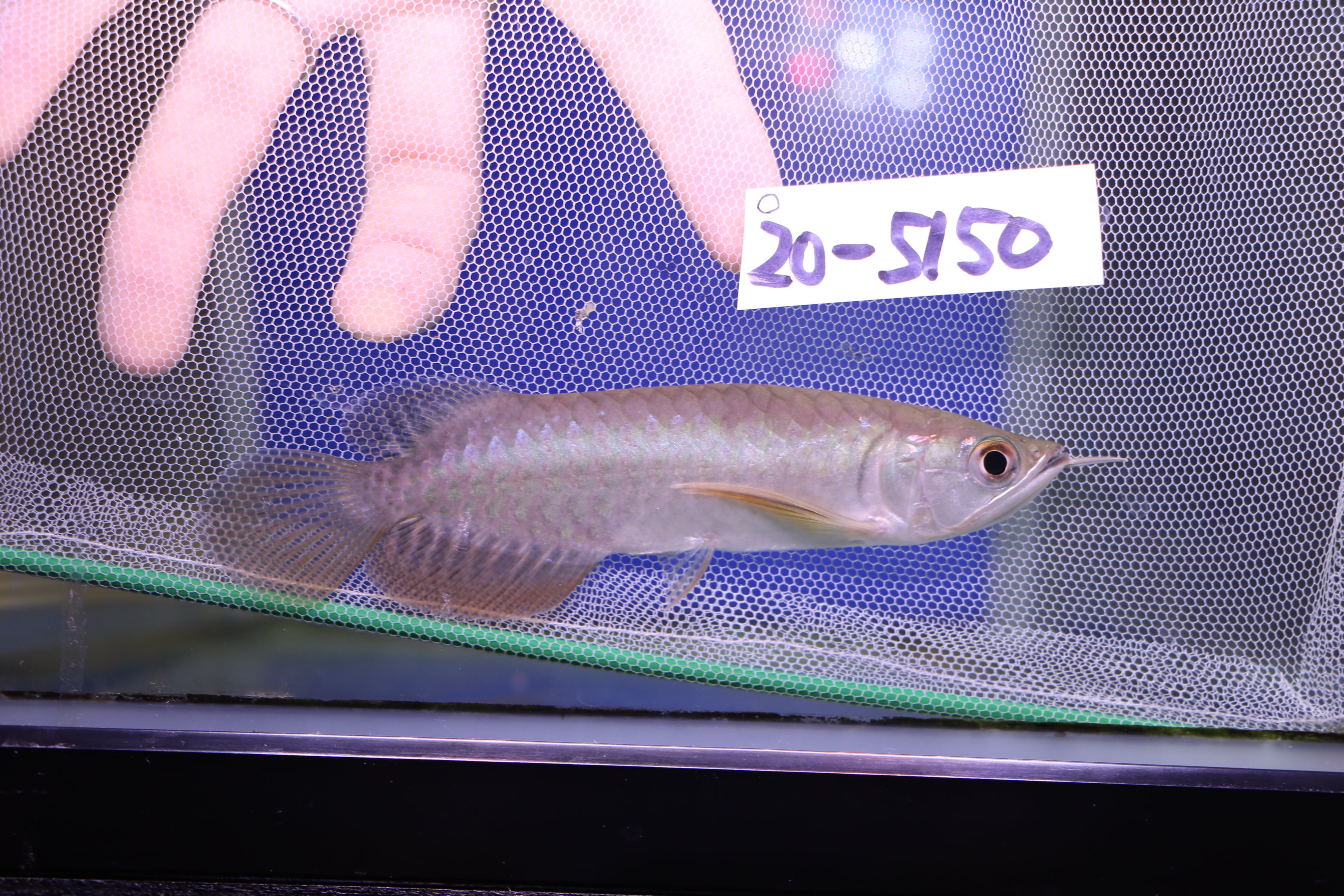 アロワナ(金龍) | アロワナ等の大型魚・熱帯魚のオンライン販売店