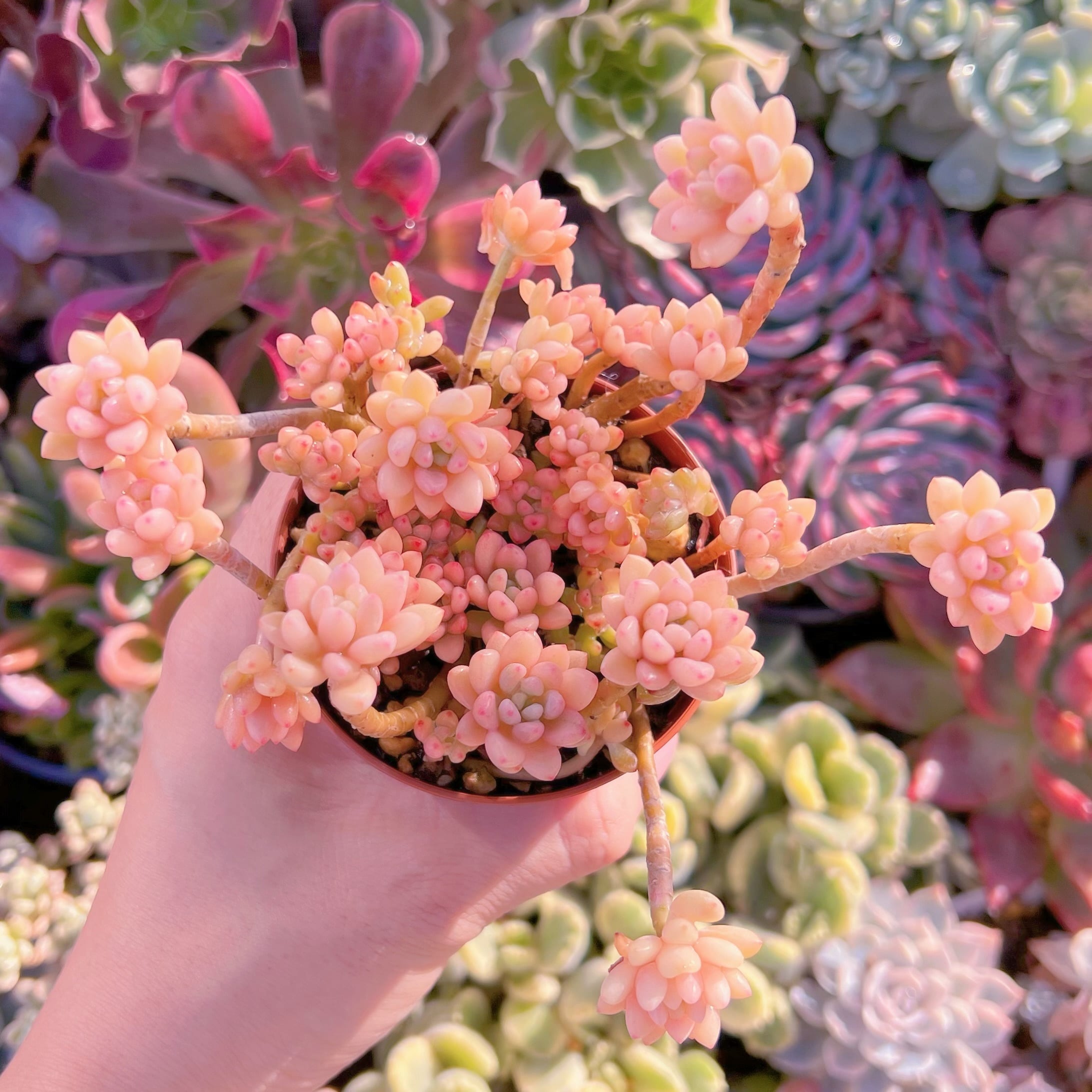 現品　ブルービーン錦#619   群生　るる農園