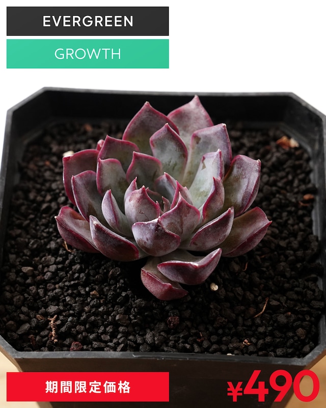 一部発根済カット苗 ダークアイス M Echeveria 'Dark Ice'