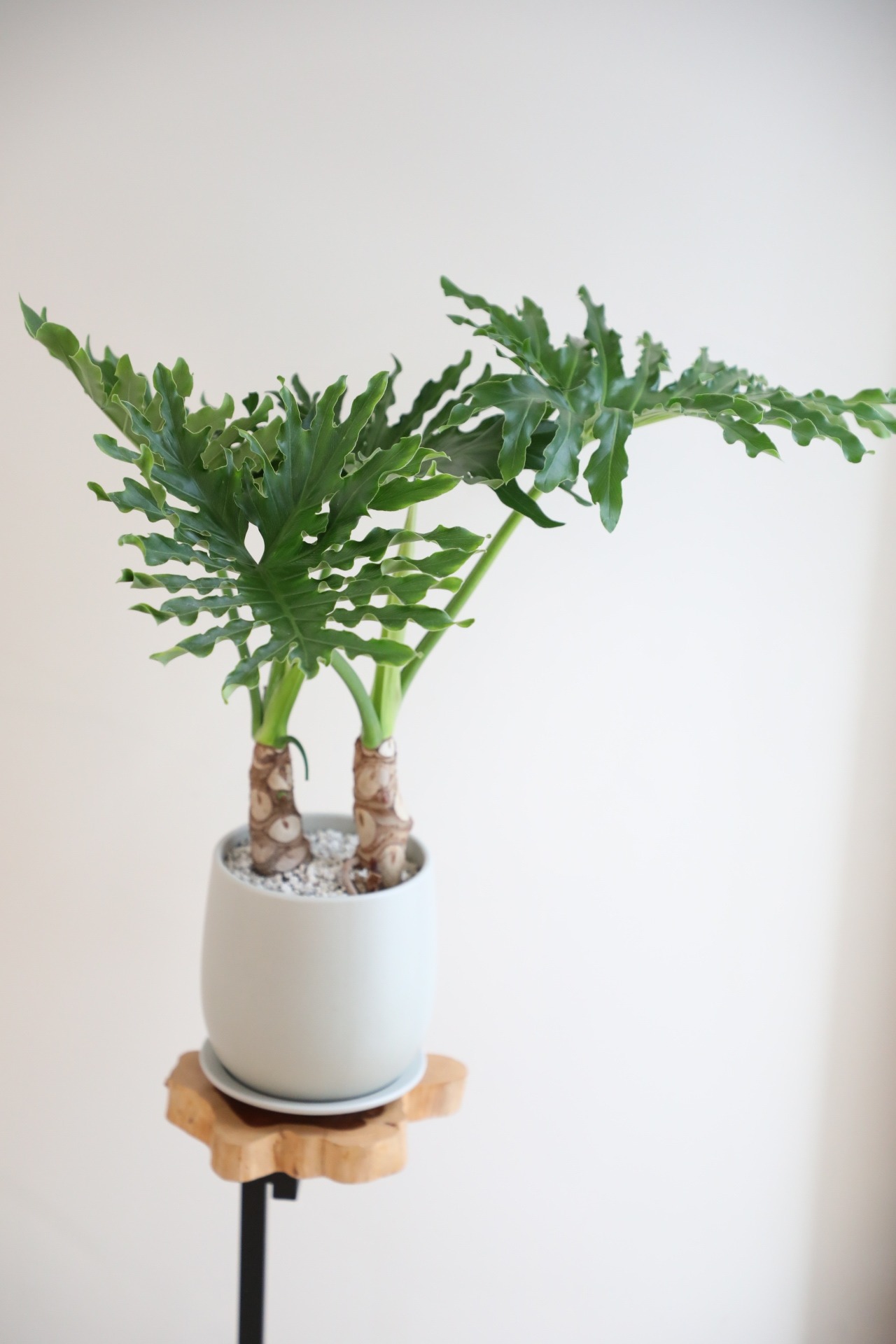 【M】セローム 根上り/Philodendron selloum　※陶器鉢付き