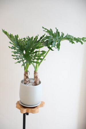 【M】セローム 根上り/Philodendron selloum　※陶器鉢付き