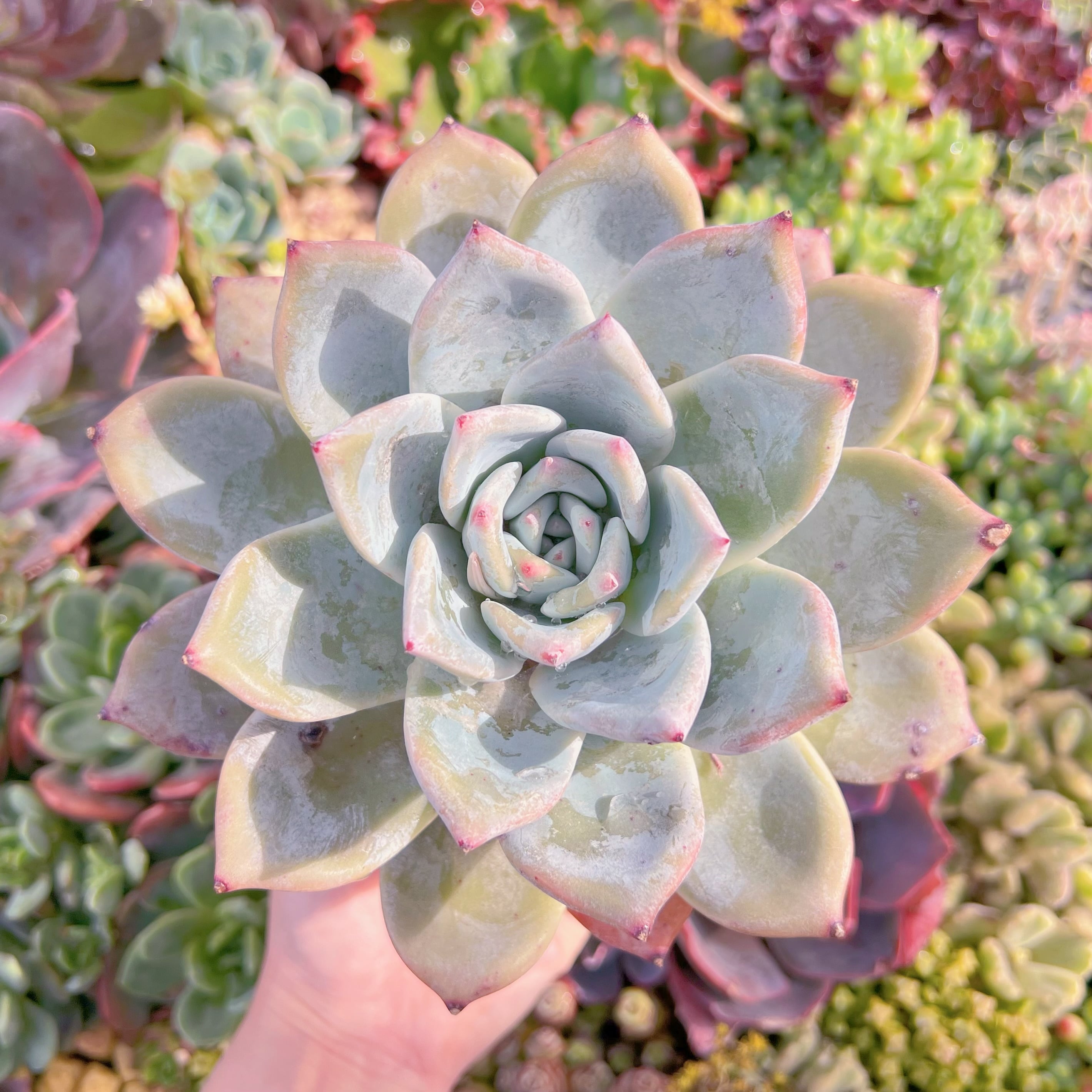 現品　ダイヤモンドコロラータ#637　特大苗　在庫僅少　るる農園