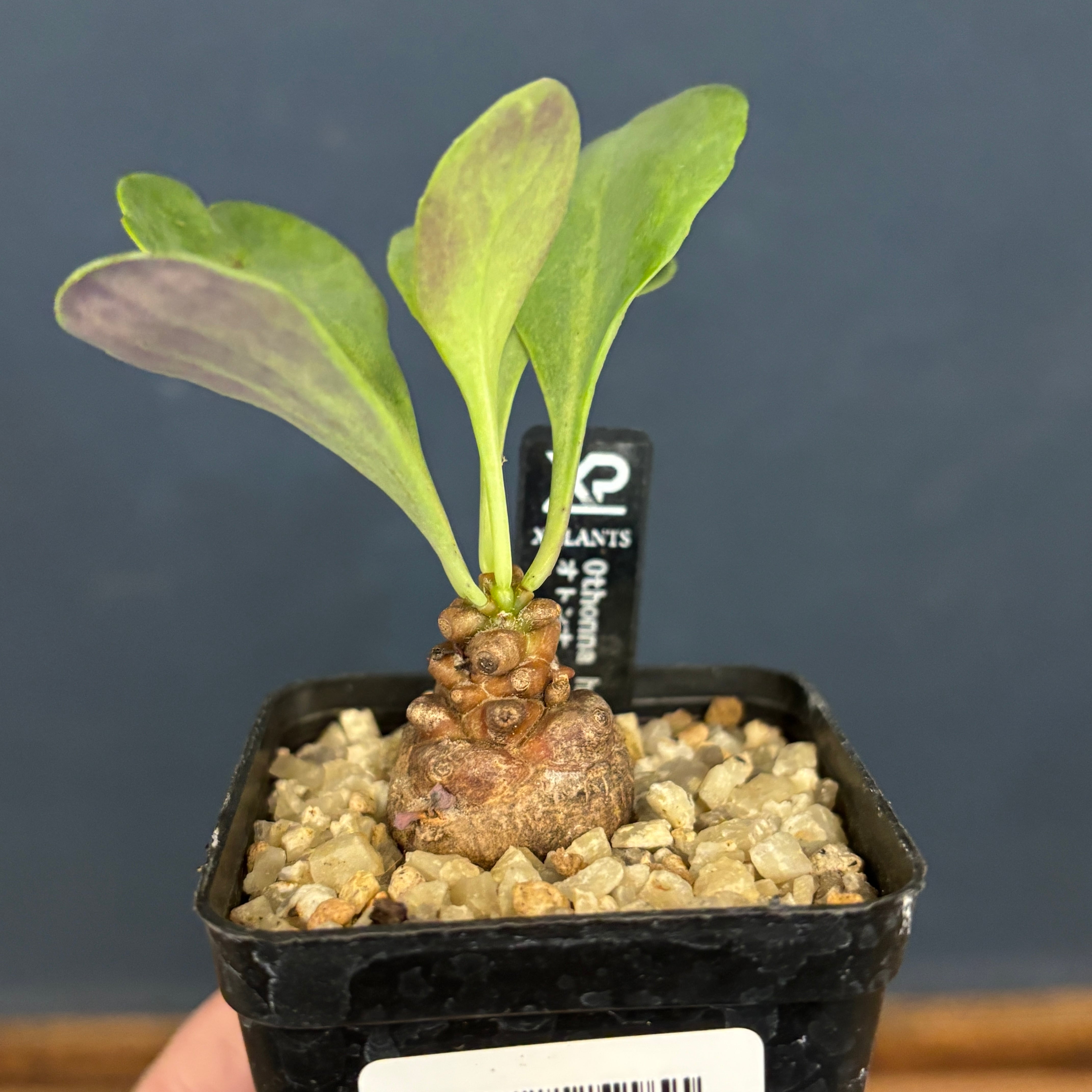 オトンナ ヘレー【394】 | PROTOLEAF プロトリーフ