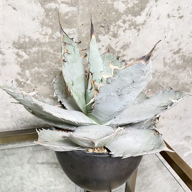 agave titanota whiteice/アガベ チタノタホワイトアイス <br> 【観葉 ...