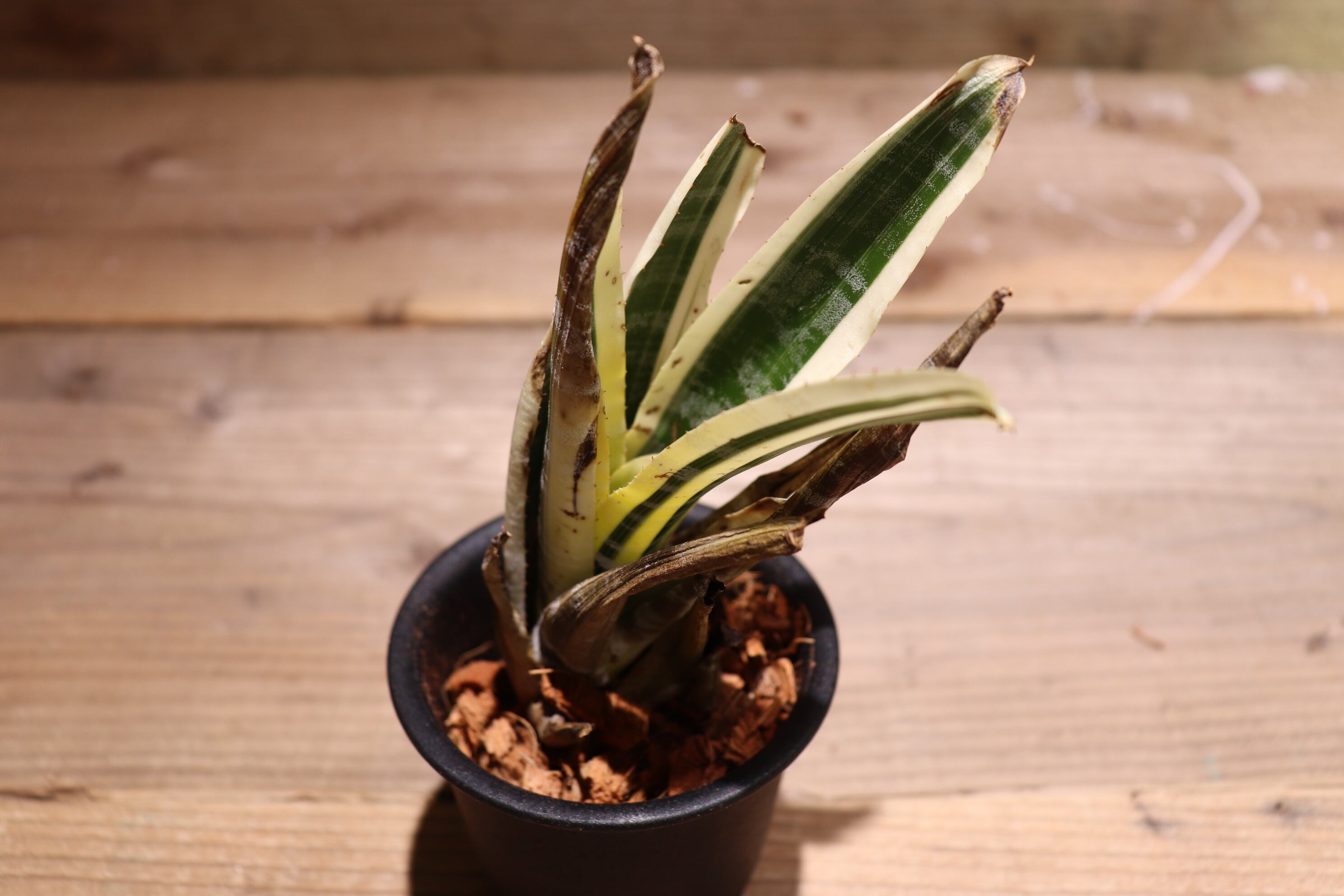 送料無料】Aechmea 'Skotak's Wild Ace'〔エクメア〕現品発送