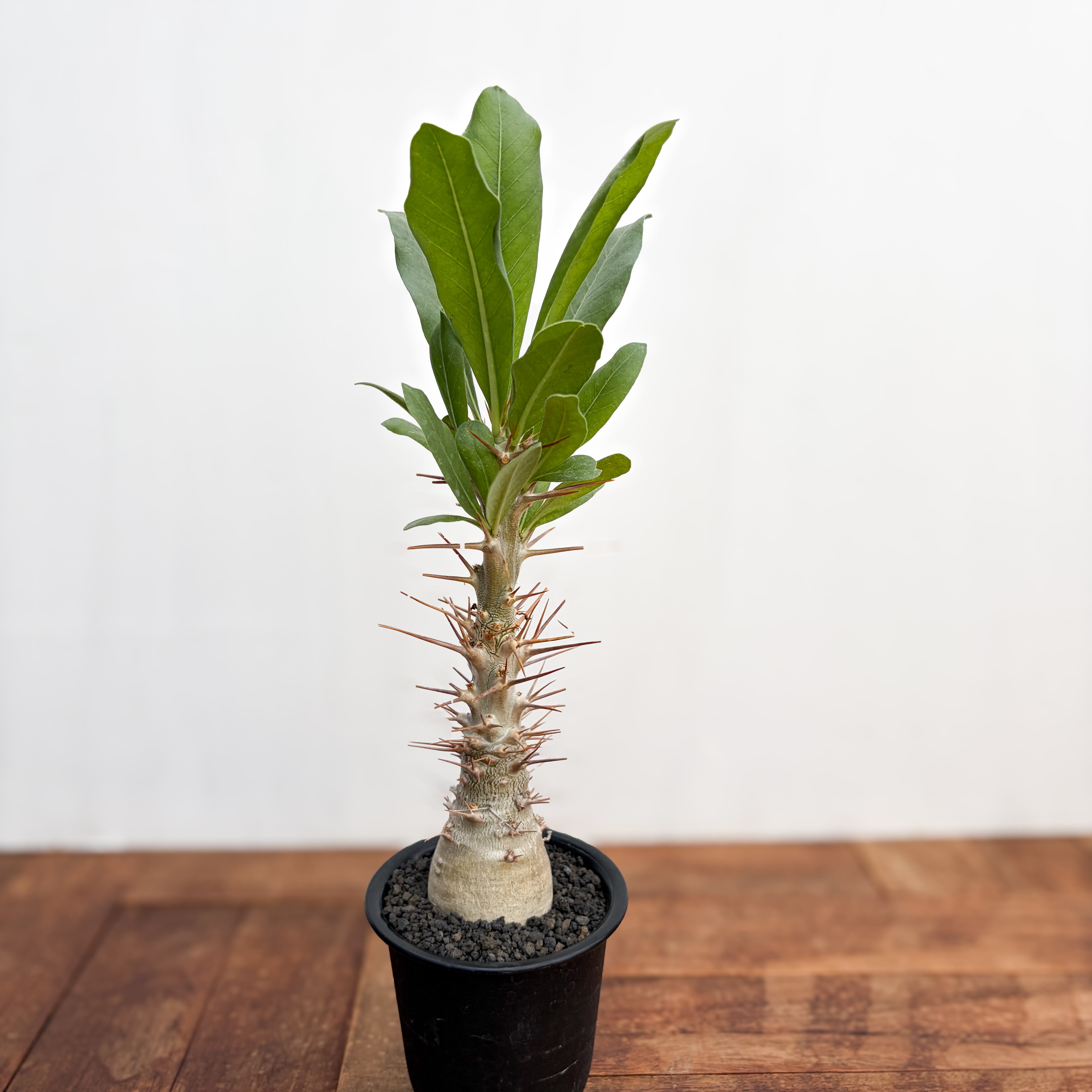 Pachypodium Decaryi【パキポディウム・デカリー・実生】 | RIMO'S