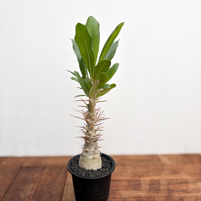 Pachypodium Lealii【パキポディウム・レアリー・実生】
