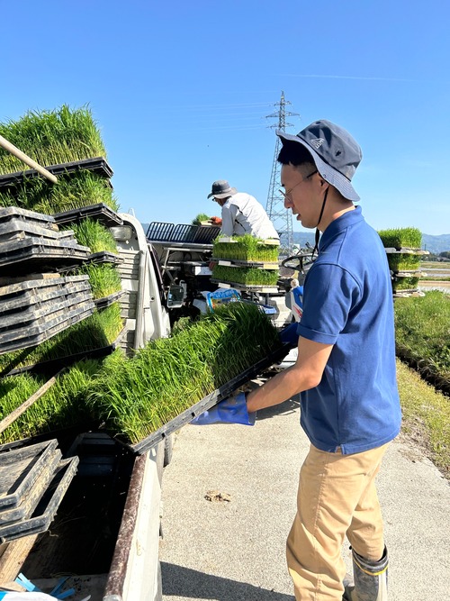 【予約販売R9.3月中旬発送】令和8年佐渡産コシヒカリ　5㎏・画像2