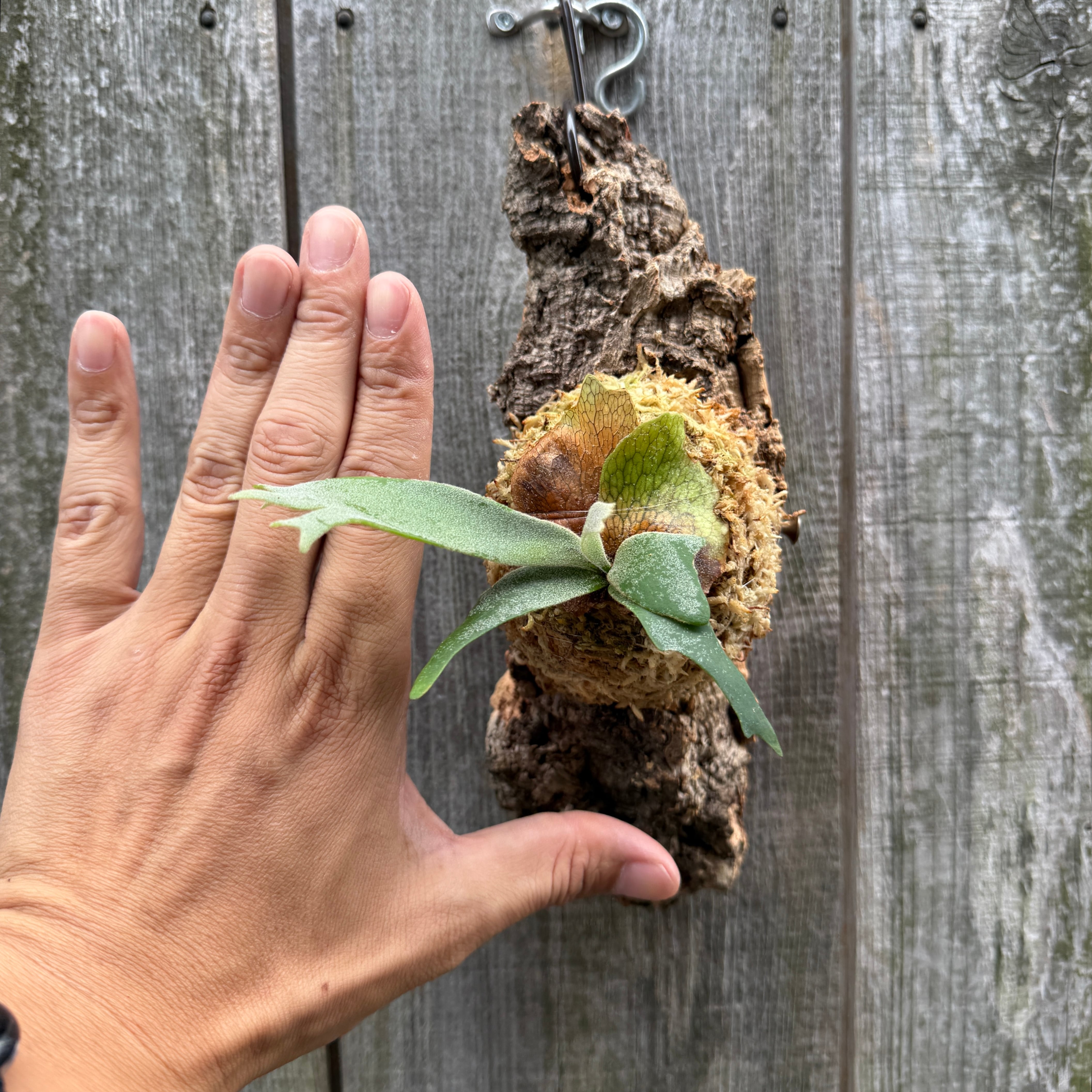 P. willinckii Jewel sporeling | naturefix