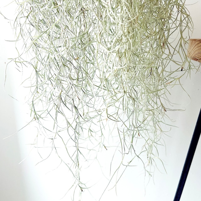 チランジア ウスネオイデス スパニッシュモス ループハンガー 観葉植物 calm cafe