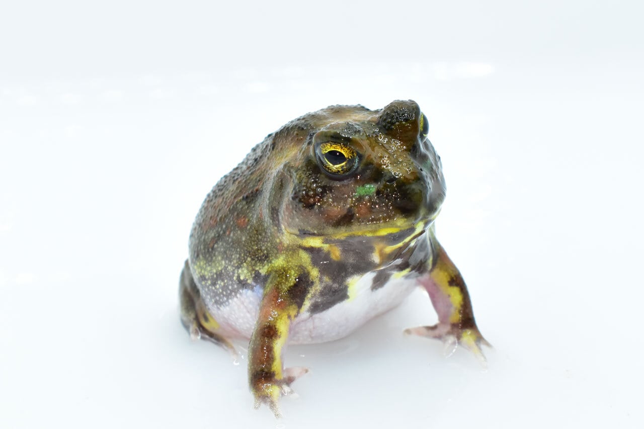 チャコガエル ヤングサイズ（500円玉以上） 1匹 | カエル通販：おたま商会