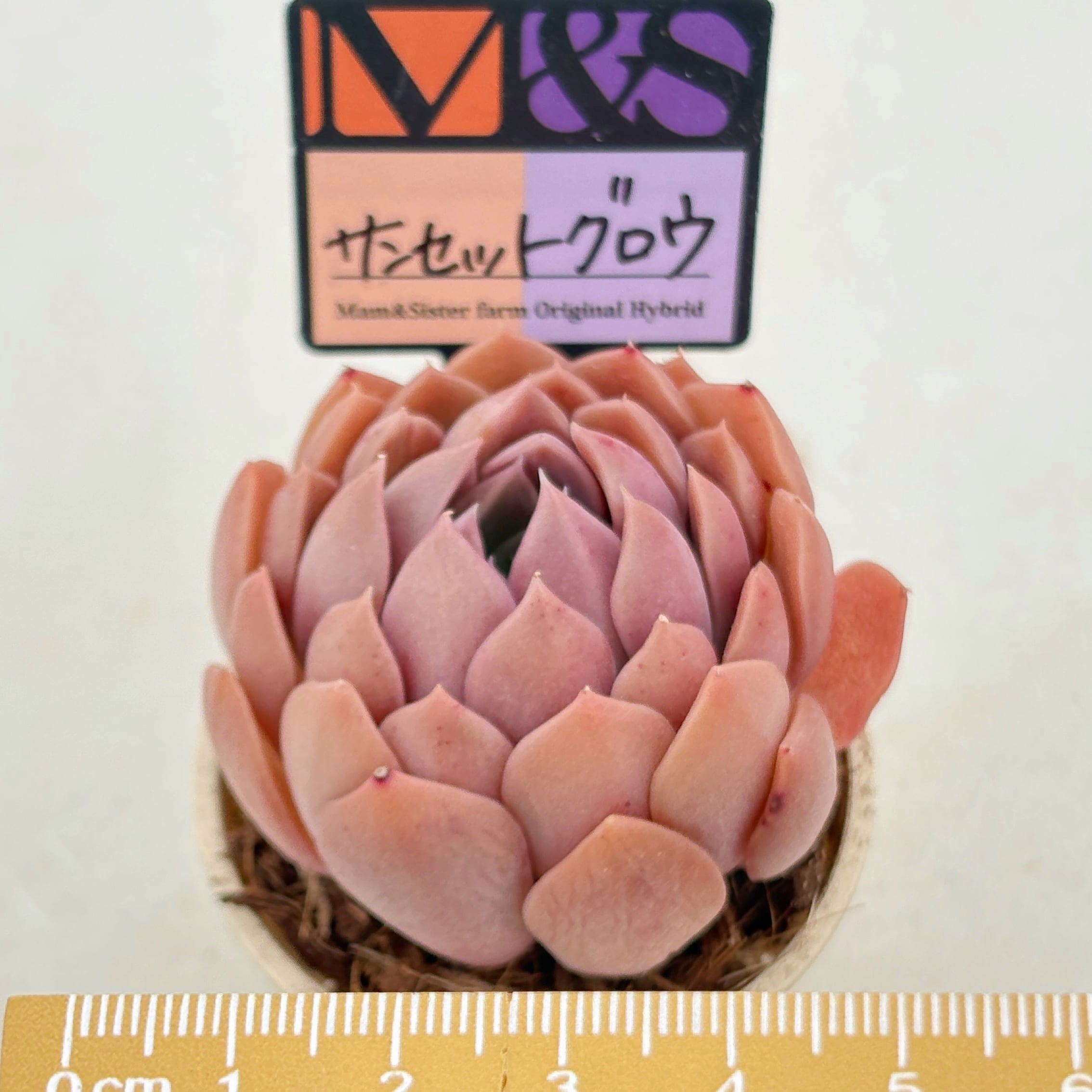 多肉植物と雑貨のお店 ふぁにぃ