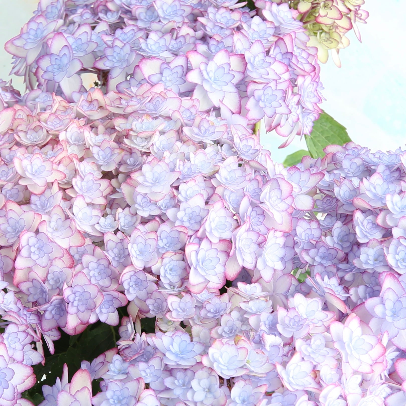 アジサイ「ひな祭りルナ」の鉢植え | 宙花sorahana