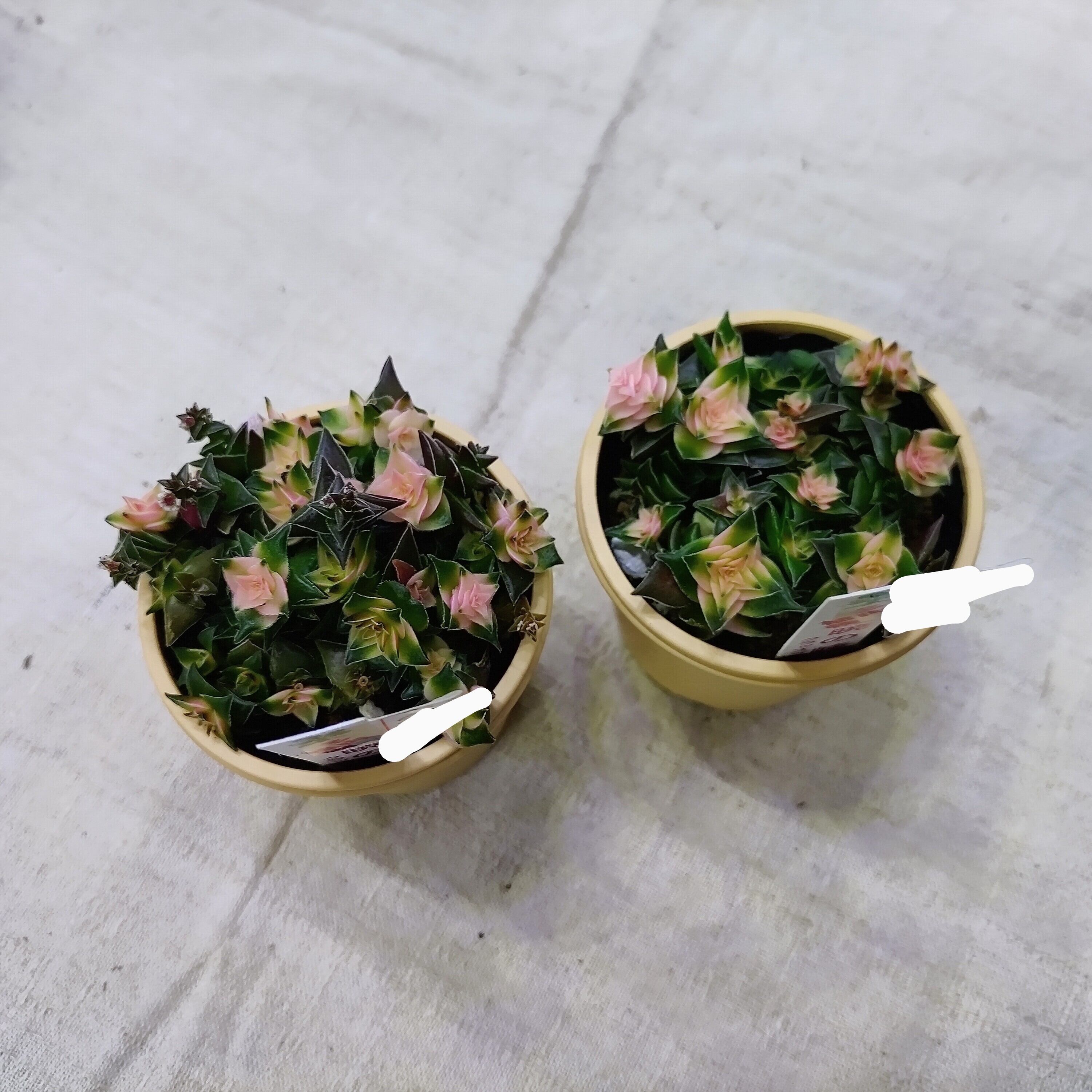暁の峰 | RuPo 多肉植物専門店