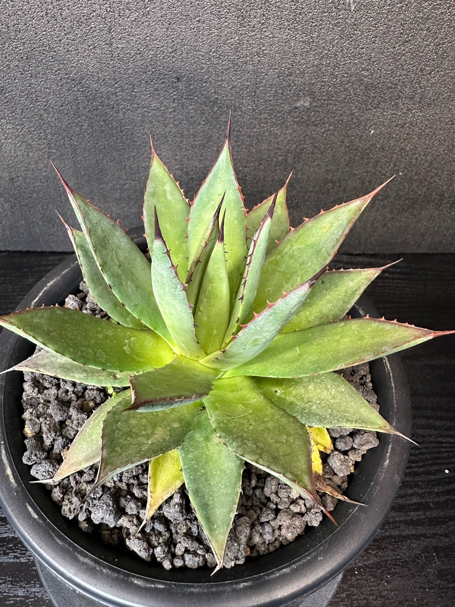 ハイブリッド | T Plants Labo