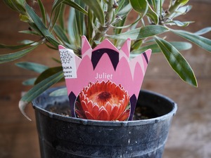 【現物】プロテア　"ジュリエット"