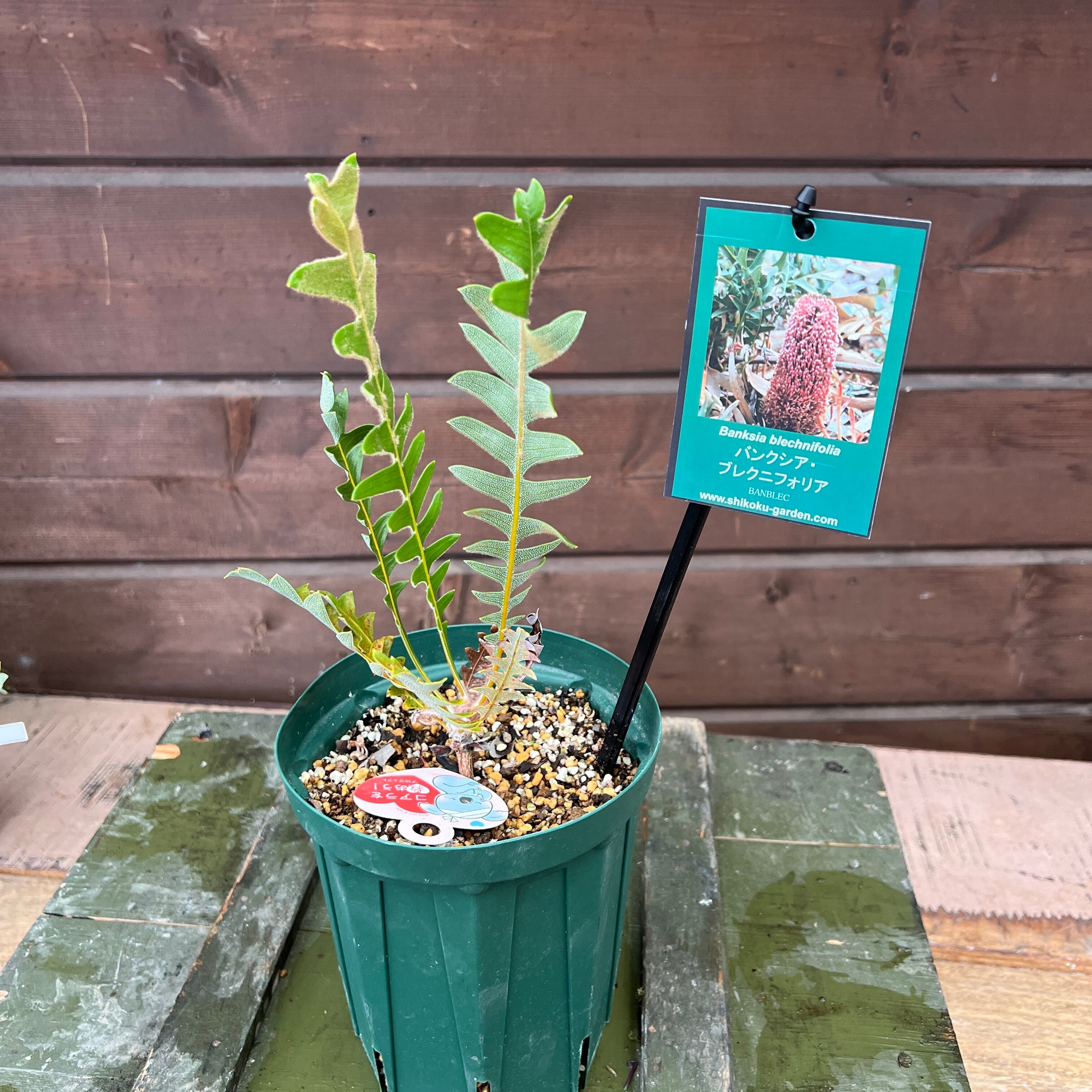 ② バンクシア ブレクニフォリア 苗 5号 バンクシア：ブレクニフォリア
