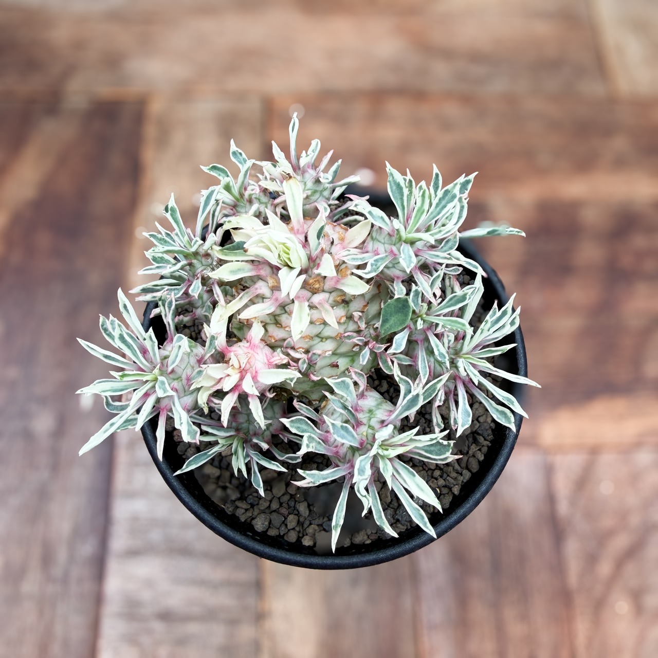 Euphorbia ‘Sotetsukirin’ variegata【ユーフォルビア・蘇鉄麒麟錦】