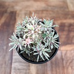 Euphorbia ‘Sotetsukirin’ variegata【ユーフォルビア・蘇鉄麒麟錦】