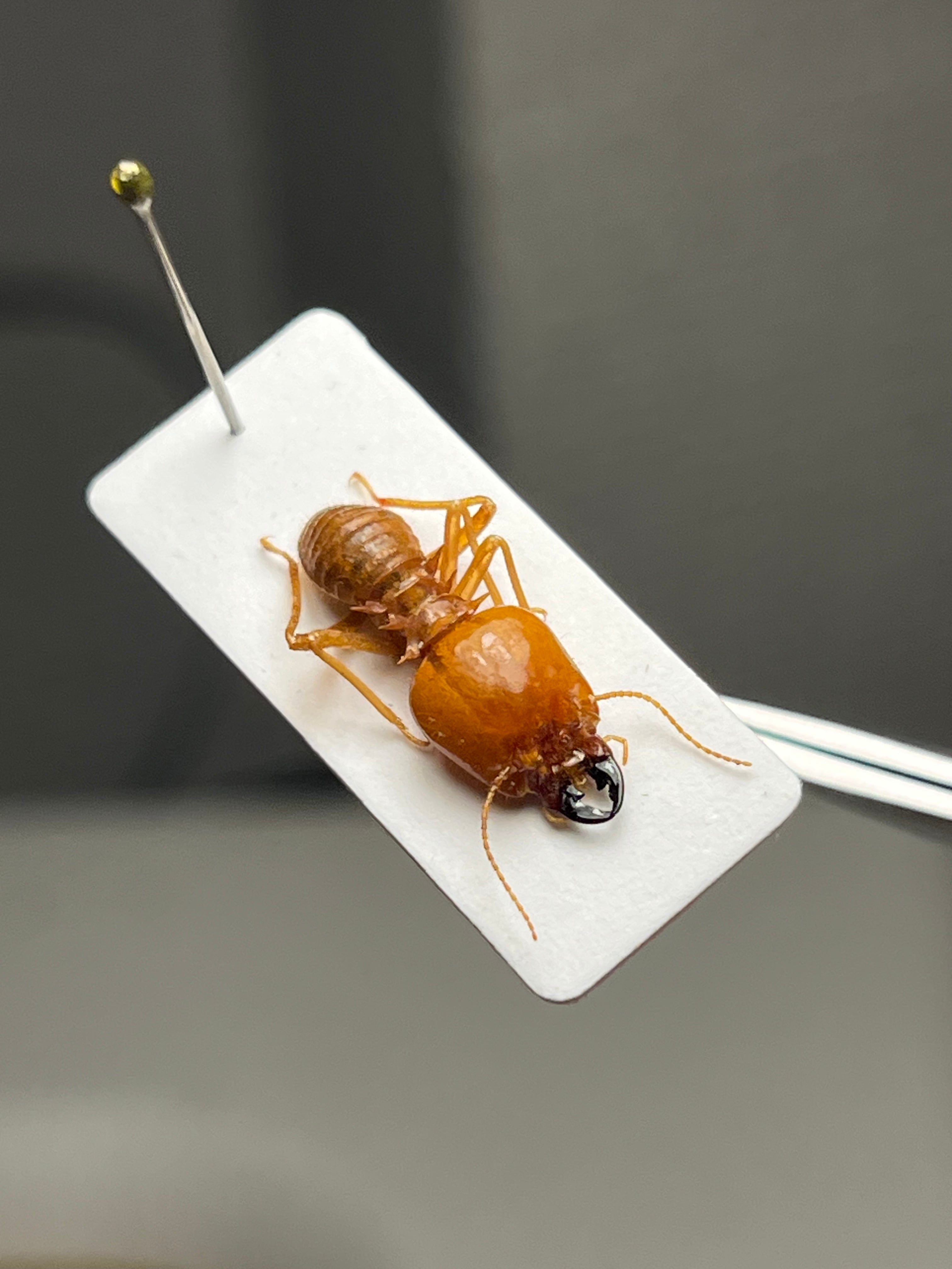 15mm】頭でっかちなエイリアンのような面持ちのシロアリ 標本 ゴキブリ