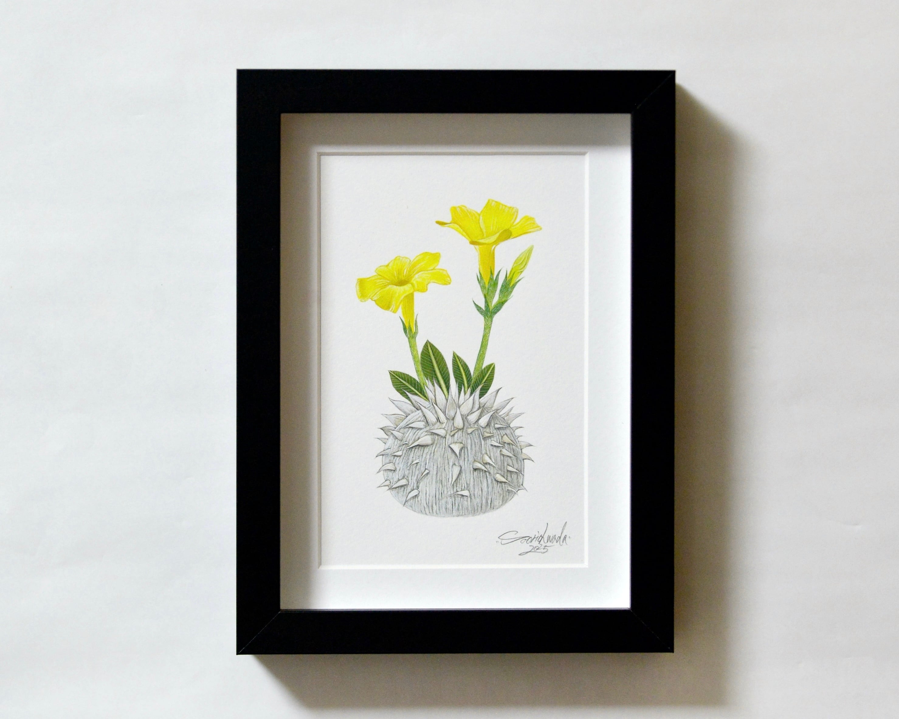 パキポディウム・ブレビカウレ 原画作品